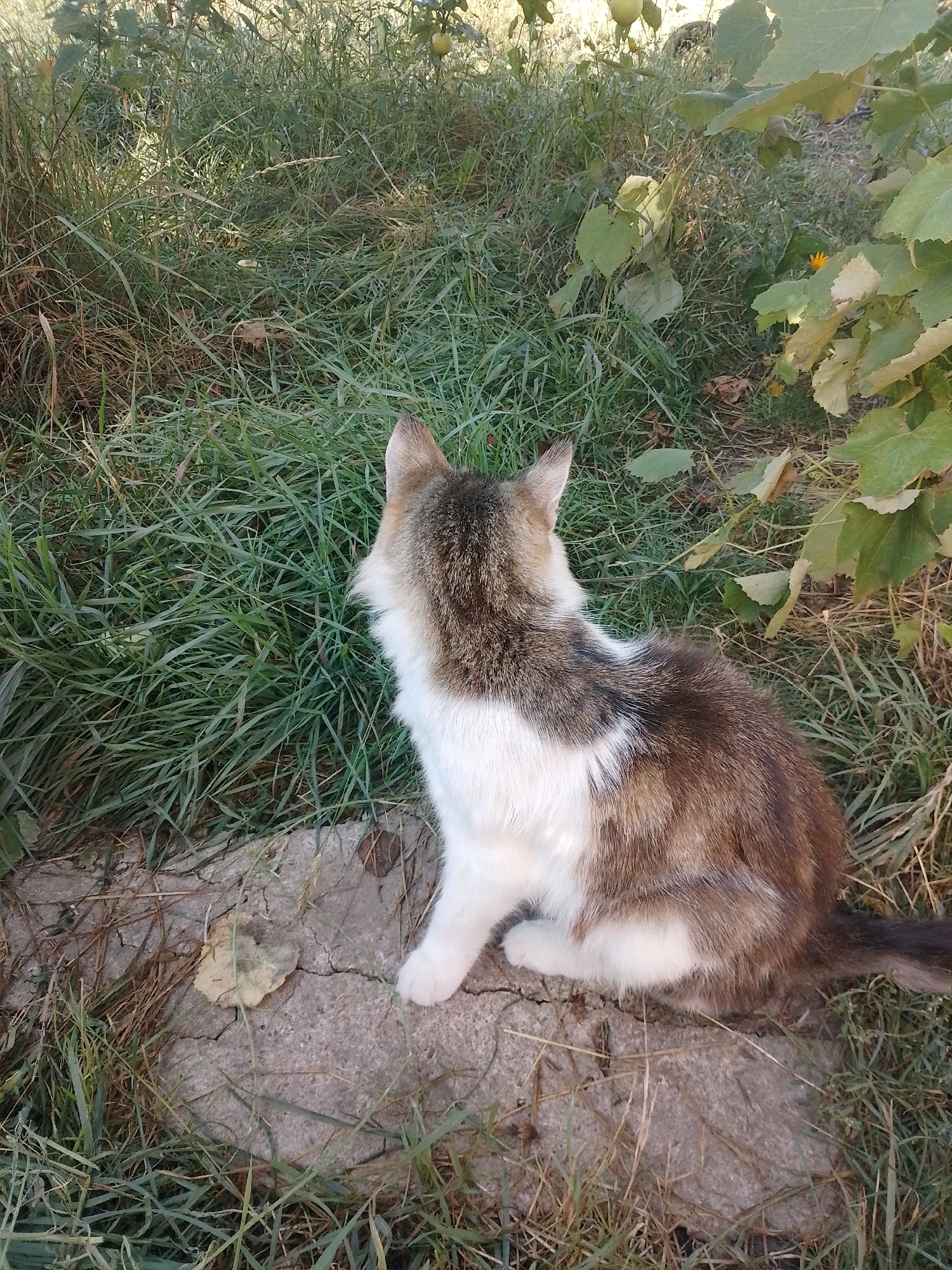 A calico cat with brown, white, and grey markings sits on a cracked concrete surface outdoors. The cat is facing away from the camera, with its head turned to the left. The background consists of green grass, some dry leaves, and foliage from plants. The scene appears to be in a natural or semi-natural environment, possibly a garden or yard. The lighting suggests it is daytime. The specific location of Myrhorod, Ukraine cannot be determined from the visual information present in the image.