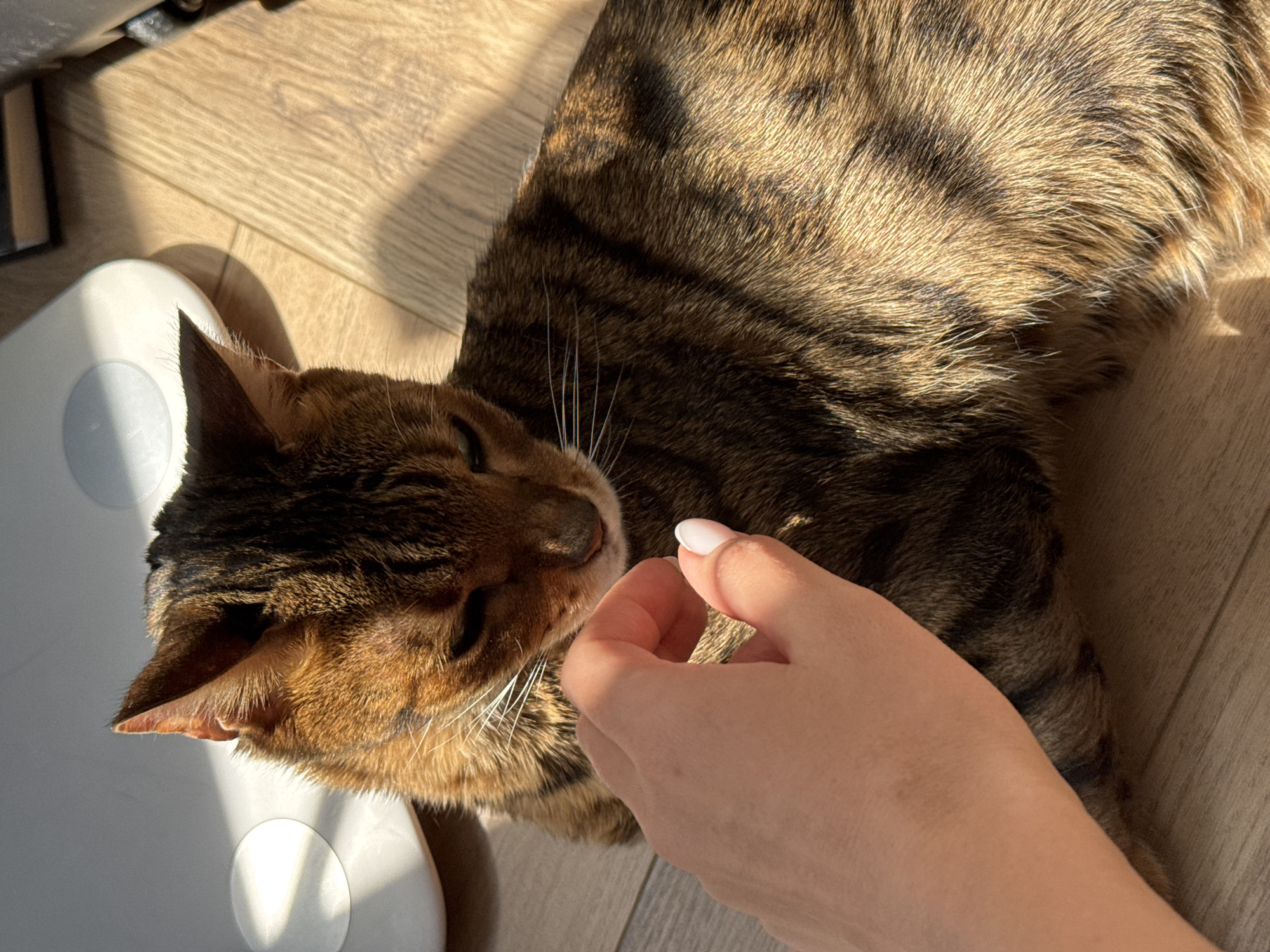 A tabby cat is lying on a wooden floor, partially in sunlight. A person's hand is reaching towards the cat's face, as if petting it. A white, disc-shaped object is partially visible near the cat's head. The location is unknown.