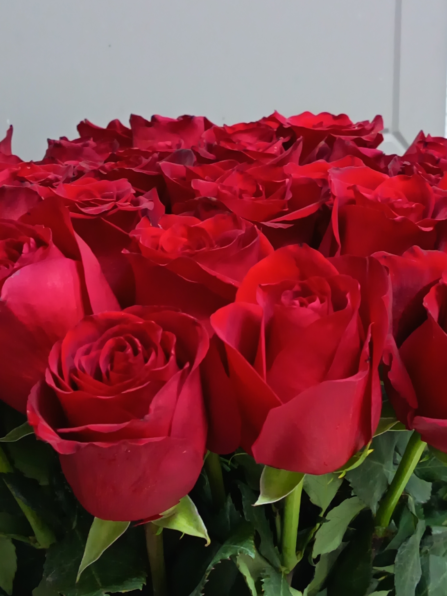 The image displays a large cluster of red roses, tightly packed together. The roses are at different stages of bloom, with some fully open and others more tightly closed. The background is a plain, light grey, which contrasts with the vibrant red of the roses. The stems and green leaves of the roses are visible at the bottom of the image. There is no indication of the image's location being in Nizhnevartovsk, Russia. There are no visible people.
