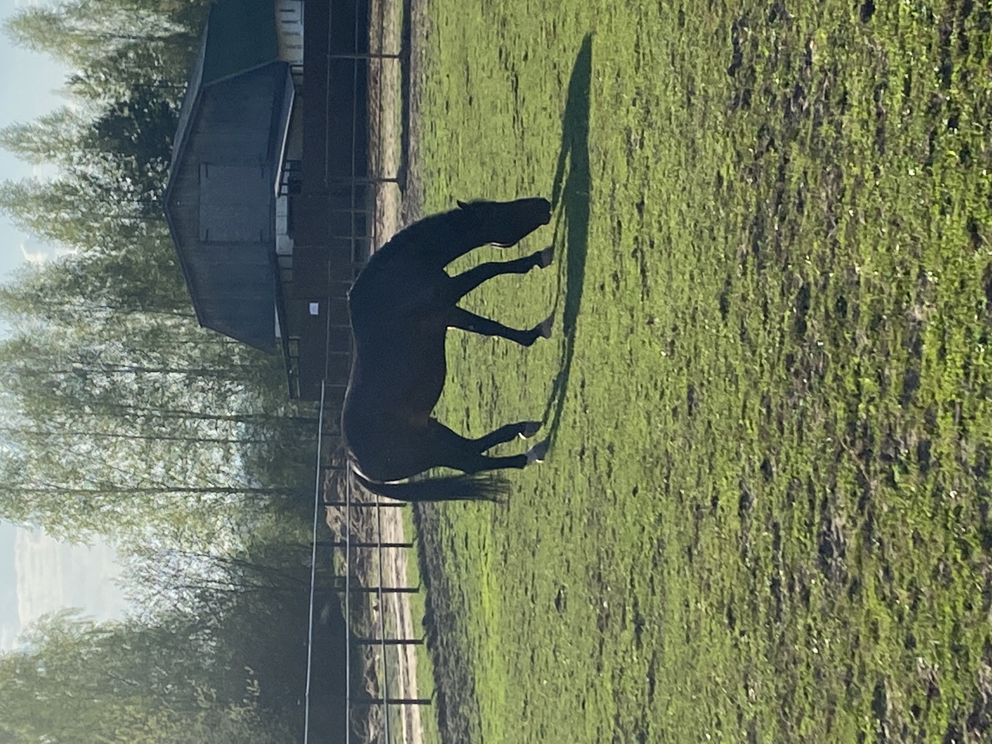 A slightly tilted eye-level outdoor shot depicts a dark horse standing in a grassy field. In the background is a building with a dark roof, surrounded by trees. A metal fence partially frames the lower left side of the image. The horse casts a long shadow on the grass. The location may be in the city of Chaikovsky, Russia.