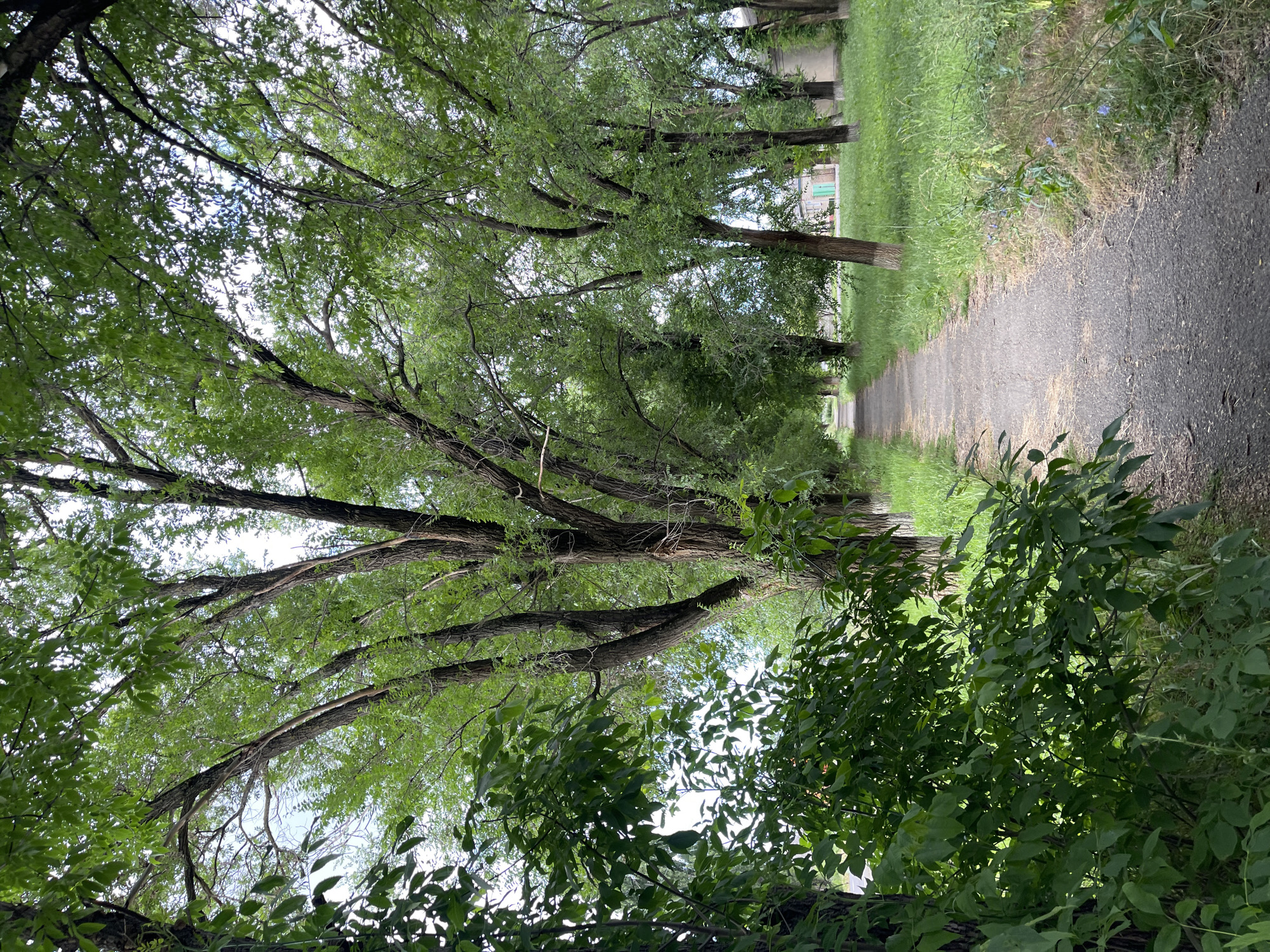 The image depicts a paved pathway leading through a park-like setting. Tall trees with dense green foliage line both sides of the path, creating a shaded canopy overhead. The ground on either side of the path is covered with lush green grass, with some patches of dry grass and small blue wildflowers visible on the right. In the background, several buildings with light-colored walls and a green-roofed structure can be seen. The scene appears to be a public area within the city of Donskoye, Russia, likely a park or a residential area with green spaces. There are no people visible in the image. The lighting suggests it is daytime, possibly overcast or late afternoon, given the soft shadows.