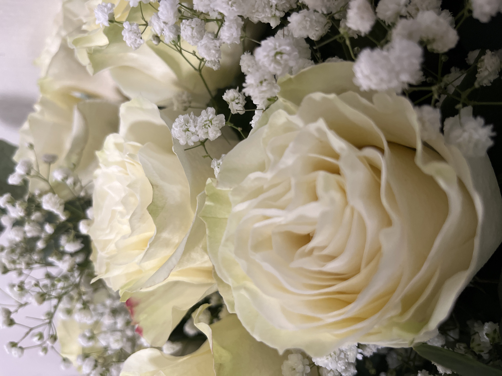 A close-up, shallow depth of field photograph shows a bouquet of white roses and baby's breath. The roses are the primary focus, with their soft, layered petals in shades of cream and pale yellow. The edges of some petals have a slight pinkish hue. Tiny white flowers of the baby's breath are scattered throughout the arrangement, providing a delicate contrast to the larger rose blooms. The background is dark and out of focus, emphasizing the texture and detail of the flowers. There is no indication of any specific location within Preobragenskaya, Russia.