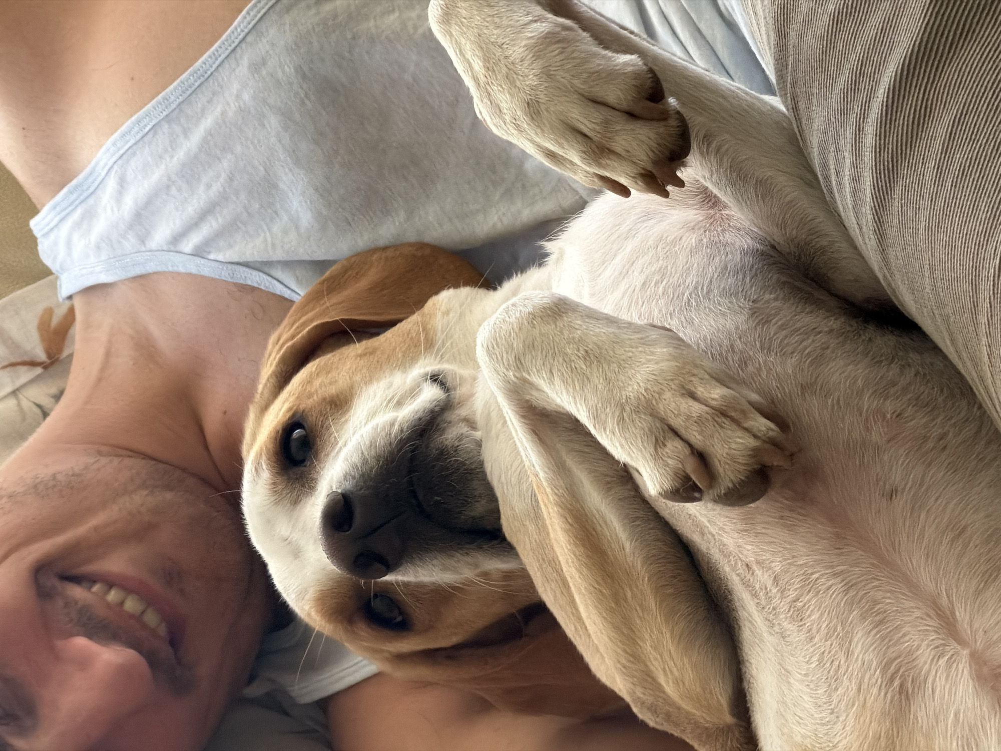 An indoor, close-up scene, set in the city of Budva, Montenegro, features a human male and a dog in close proximity. The man's right profile, featuring a broad smile and light stubble, is visible in the upper left quadrant. He is wearing a light-colored, possibly light blue or gray, ribbed tank top. A tan and white dog, consistent with a Beagle or similar breed, is positioned centrally, lying on its back, partially on the man's chest or lap. The dog's front paws are crossed over its chest, and its head is tilted, looking upwards with alert, dark eyes. Its fur is primarily white on the muzzle and belly, with tan/brown markings on its head, floppy ears, and limbs. A light-colored, horizontally striped fabric, likely clothing or bedding, occupies the lower right quadrant of the image.