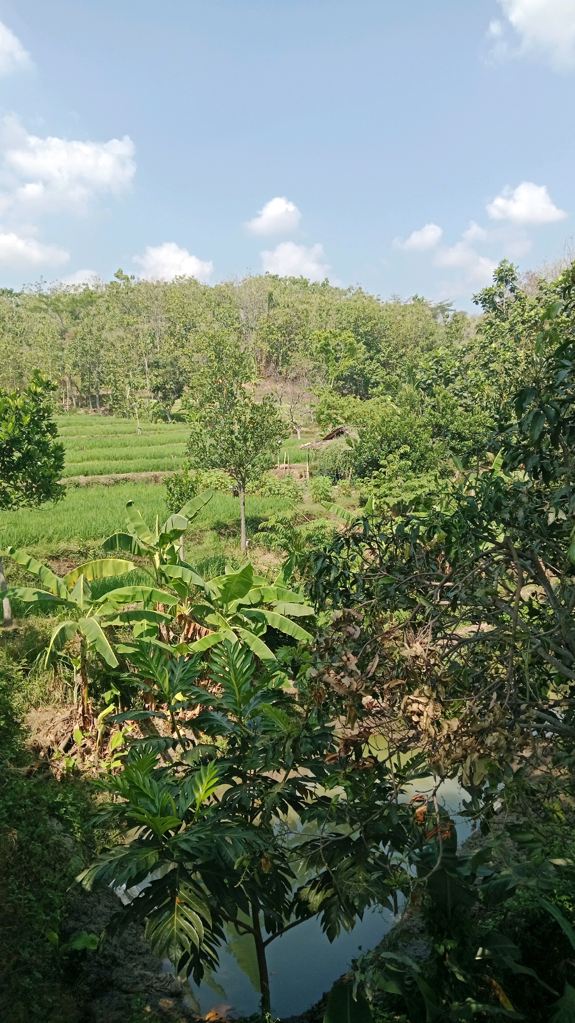 The image depicts a lush, verdant landscape with terraced rice paddies on a hillside. The foreground is dominated by large, leafy plants, including what appear to be banana trees and breadfruit trees, with broad, lobed leaves. Beyond these, the vibrant green of the rice fields stretches across the middle ground, with distinct rows and water channels visible. In the background, a dense forest of trees covers the rolling hills. The sky above is a clear blue, dotted with scattered white clouds. The scene is likely a rural area, given the agricultural elements and the natural vegetation. The presence of rice paddies suggests a location where this crop is cultivated. The overall impression is one of a peaceful, natural, and agricultural setting in Indonesia, possibly Balegondo, given the prompt's context.