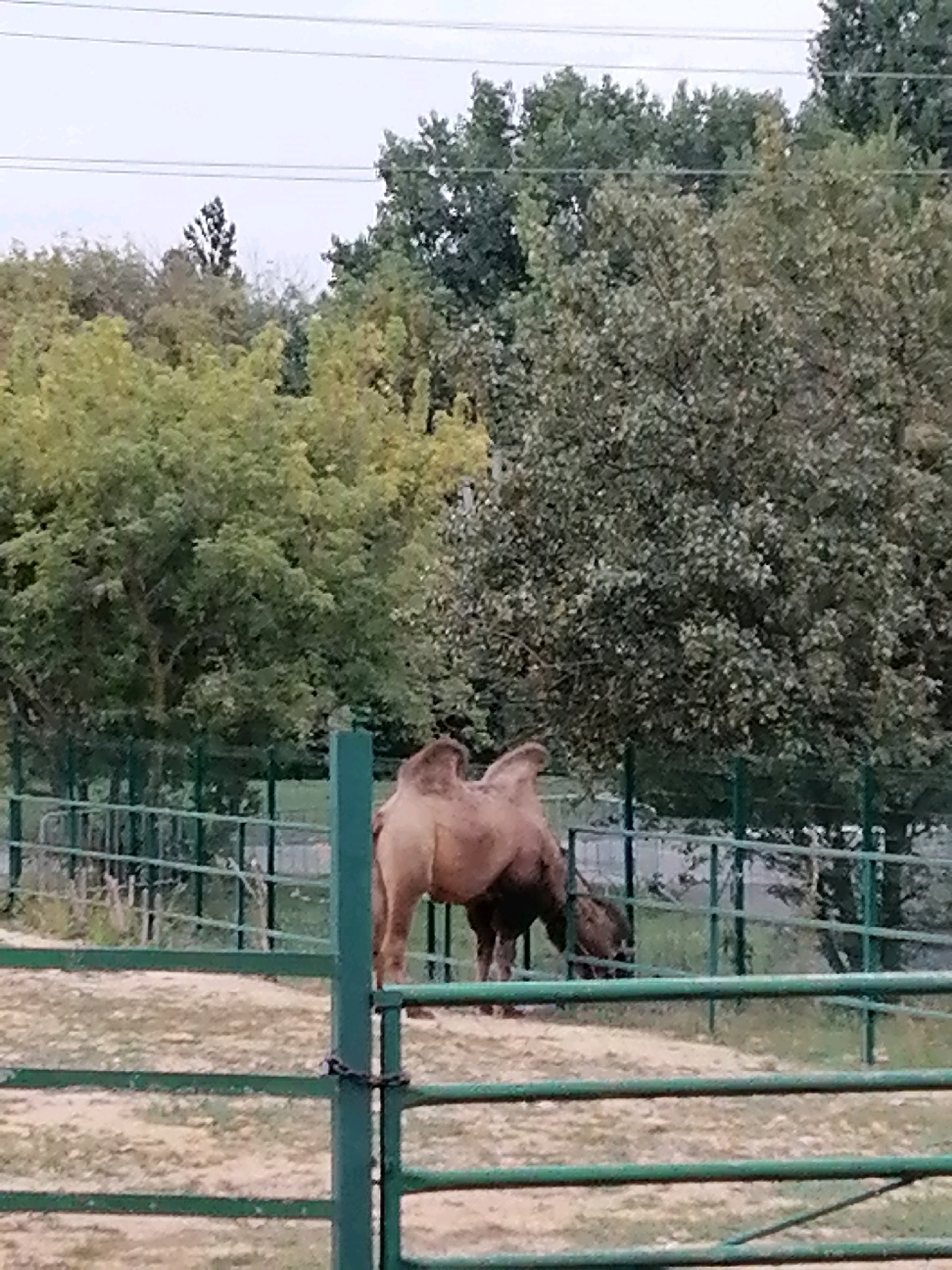 The image shows a camel enclosure, likely at the Rostov Zoo, located in Rostov-on-Don, Russia. The foreground features a green metal fence with horizontal bars and vertical posts. Beyond the fence, a sandy ground surface is visible, interspersed with dry vegetation. In the mid-ground, a light brown camel stands facing left, with its hump prominently visible. Its head is lowered, suggesting it is grazing or drinking. Partially obscured behind the camel, a smaller, darker animal, possibly a calf or another camel, is also present. A green mesh fence separates the animals from the foreground area. The background is dominated by lush green trees and foliage, indicating a naturalistic or park-like setting. The sky above is overcast with a pale gray hue, and power lines are visible crisscrossing the upper portion of the frame.