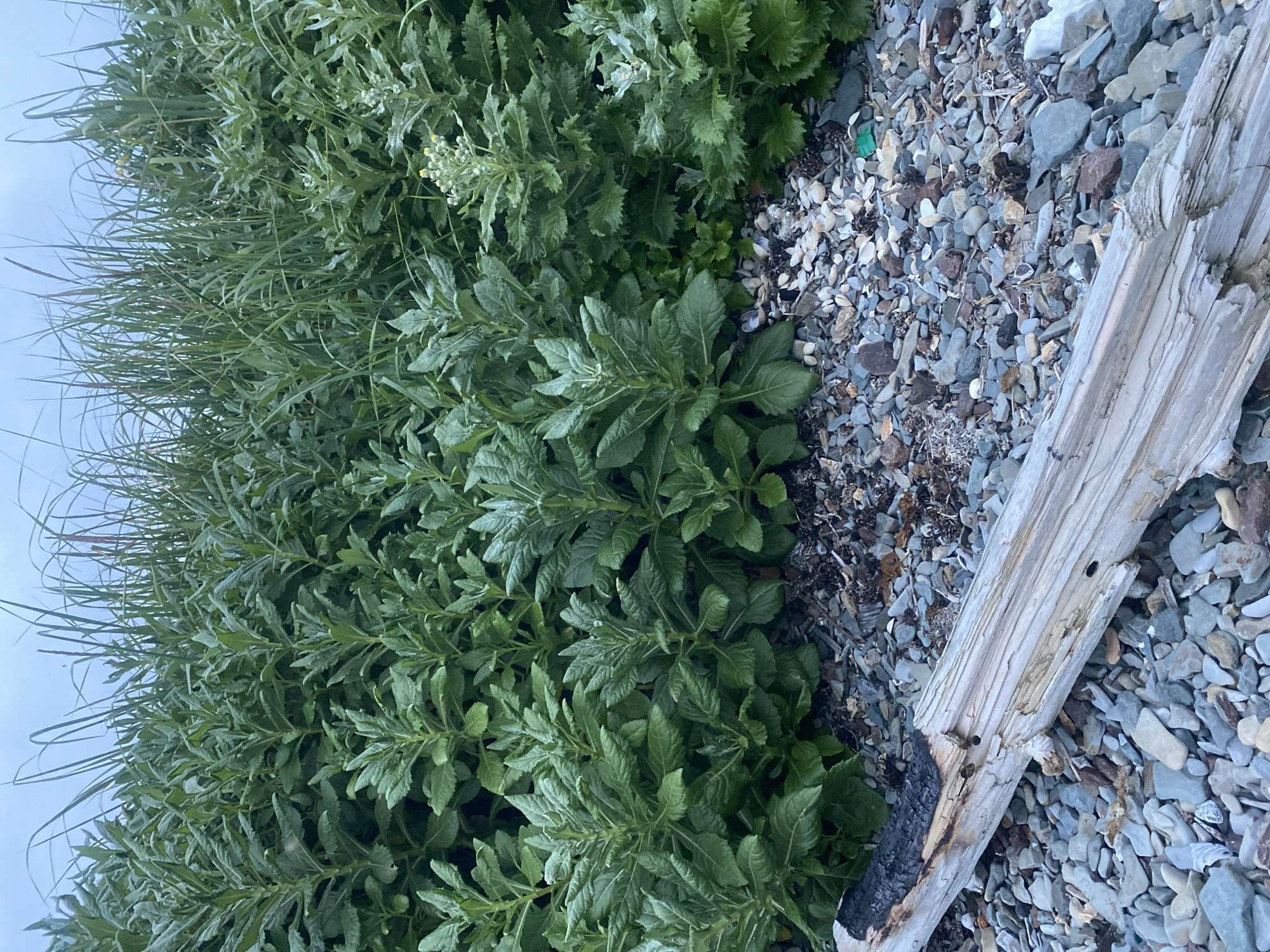This image shows a close-up view of a rocky shoreline in Korsakov, Russia. In the foreground, a weathered piece of driftwood lies on a bed of various sized gray and brown pebbles, some of which are mixed with small shells. The driftwood has a charred section on its left end. Behind the driftwood, dense green vegetation grows, including tall grasses and leafy plants with serrated leaves. Some of the plants have small yellow flowers or developing buds. The sky above appears overcast. There are no people or animals visible in the image.