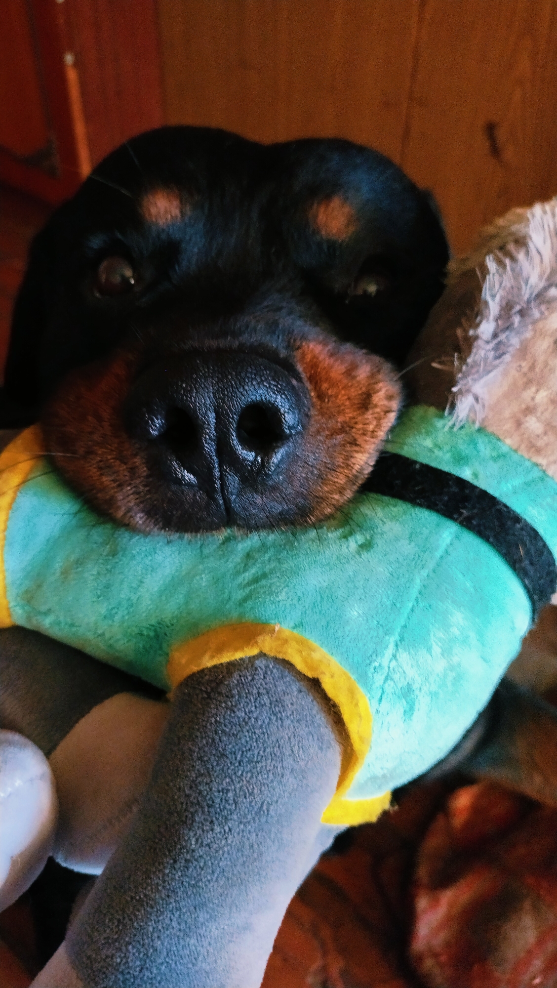 A close-up shot shows a Rottweiler dog's face pressed against a teal and yellow plush toy. The dog's black fur is prominent, with distinctive tan markings above its eyes and on its muzzle. Its dark eyes are partially obscured, and its wet nose is clearly visible. The plush toy appears to be cylindrical with a black band around it, and it is held tightly by the dog. The background is blurred, suggesting an indoor setting with wooden elements. There is no indication of the specific location within Horishni Plavni, Ukraine.