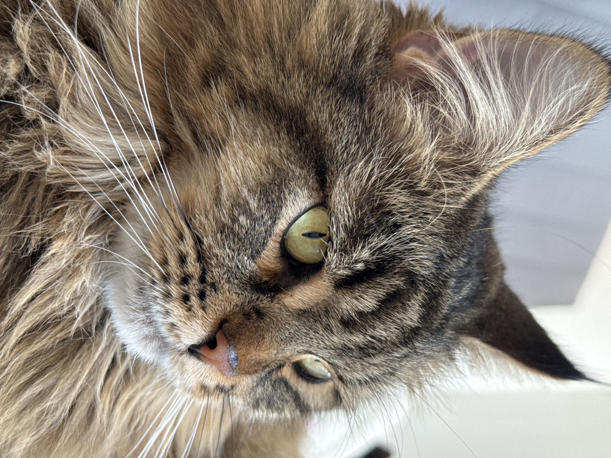 A close-up shot captures a tabby cat with a complex pattern of brown and grey fur. The cat has striking green eyes. Its whiskers are long and white. The background is a soft, muted tone, likely a wall or surface. There is no information available in the image to suggest a location in the city of Izhevsk, Russia or any specific setting.