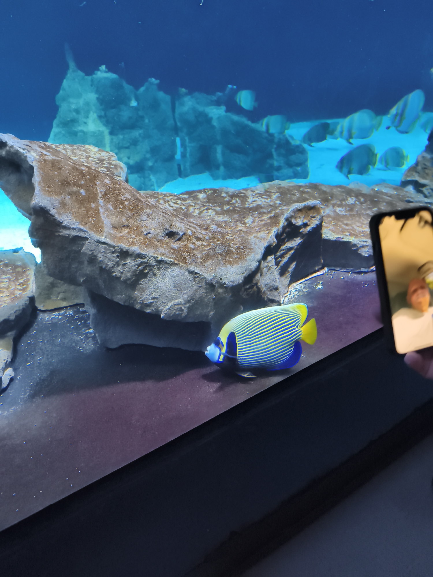 An Emperor Angelfish swims in a large aquarium tank, with rocks and sand on the bottom. In the foreground, a hand holds up a smartphone, capturing a reflection of the fish and the viewer in its screen. The aquarium appears to be located in the Acquario di Livorno, in Livorno, Italy.