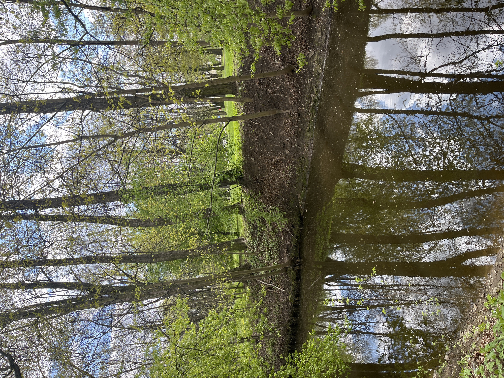 The image depicts a landscape with trees alongside a body of water, possibly a canal or narrow river. The trees are slender with new spring foliage, and their reflections are visible in the water, creating a symmetrical composition. The sky with clouds is also reflected in the water. The scene appears to be in a park-like setting, possibly within the city of Saint Petersburg, Russia, given the region's natural landscapes and numerous waterways.