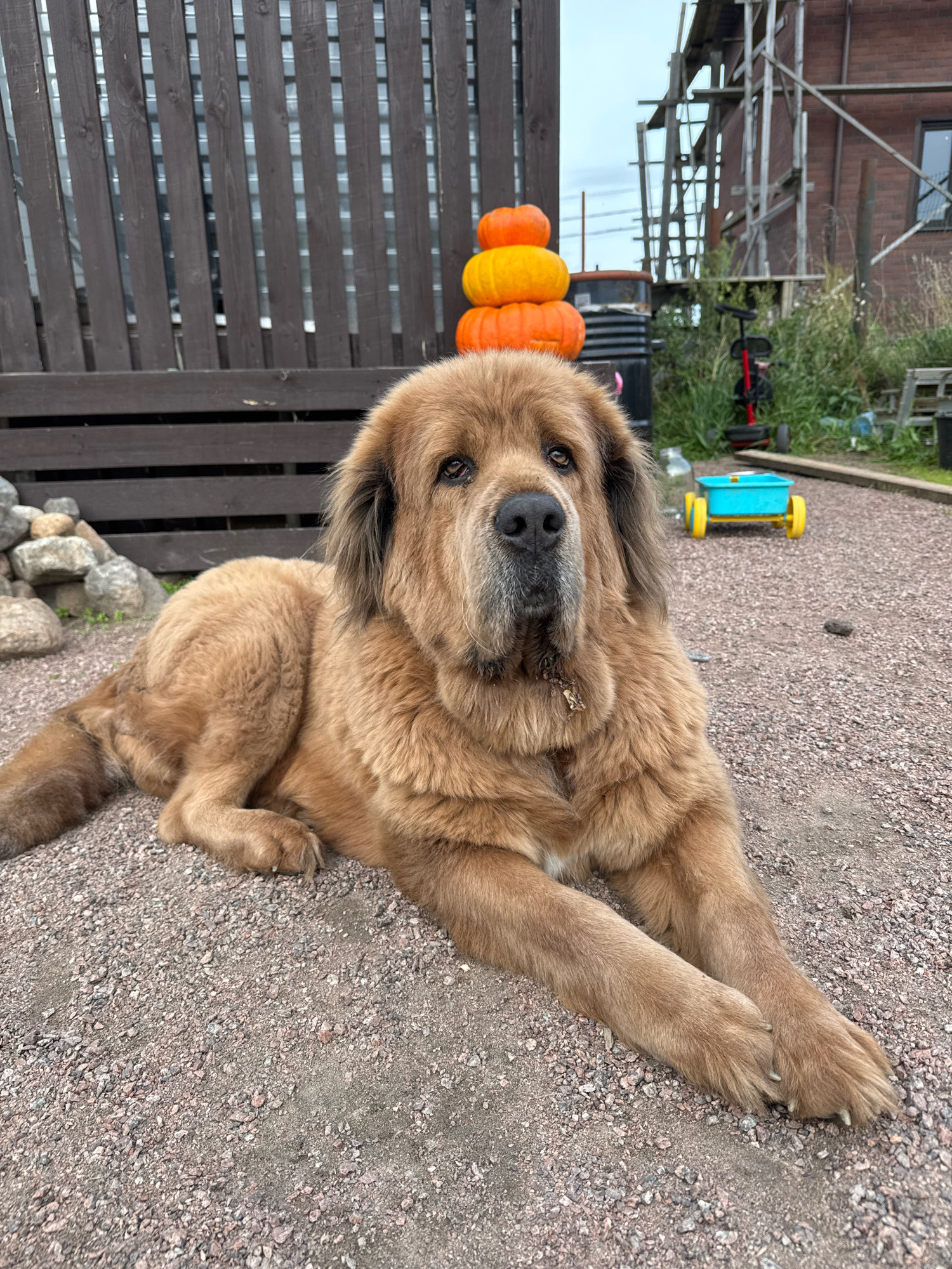 A large, brown, long-haired dog is lying on a gravel surface in front of a wooden fence. Behind the dog, a stack of three pumpkins, two orange and one yellow, is visible. Further in the background, a dark-colored barrel or tank, a red tricycle, and a blue toy wagon with yellow wheels are present. The environment appears to be outdoors, possibly a yard or rural area, with some construction scaffolding visible on a building in the distance. The sky is overcast. The location is identified as Kempelevo, Russia.