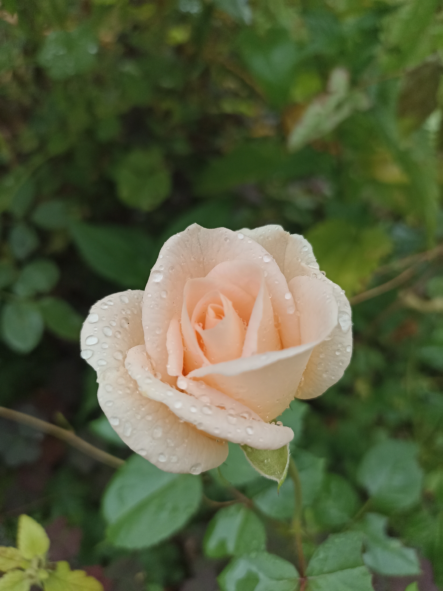 This is a close-up, eye-level, vertical shot of a single, pale pink rose with water droplets on its petals, set against a softly blurred background of green foliage. The rose is partially open, revealing its delicate inner petals. The lighting suggests an overcast day, and the water droplets indicate recent rain. The image does not contain any information about the city of Mochische, Russia, or any people.