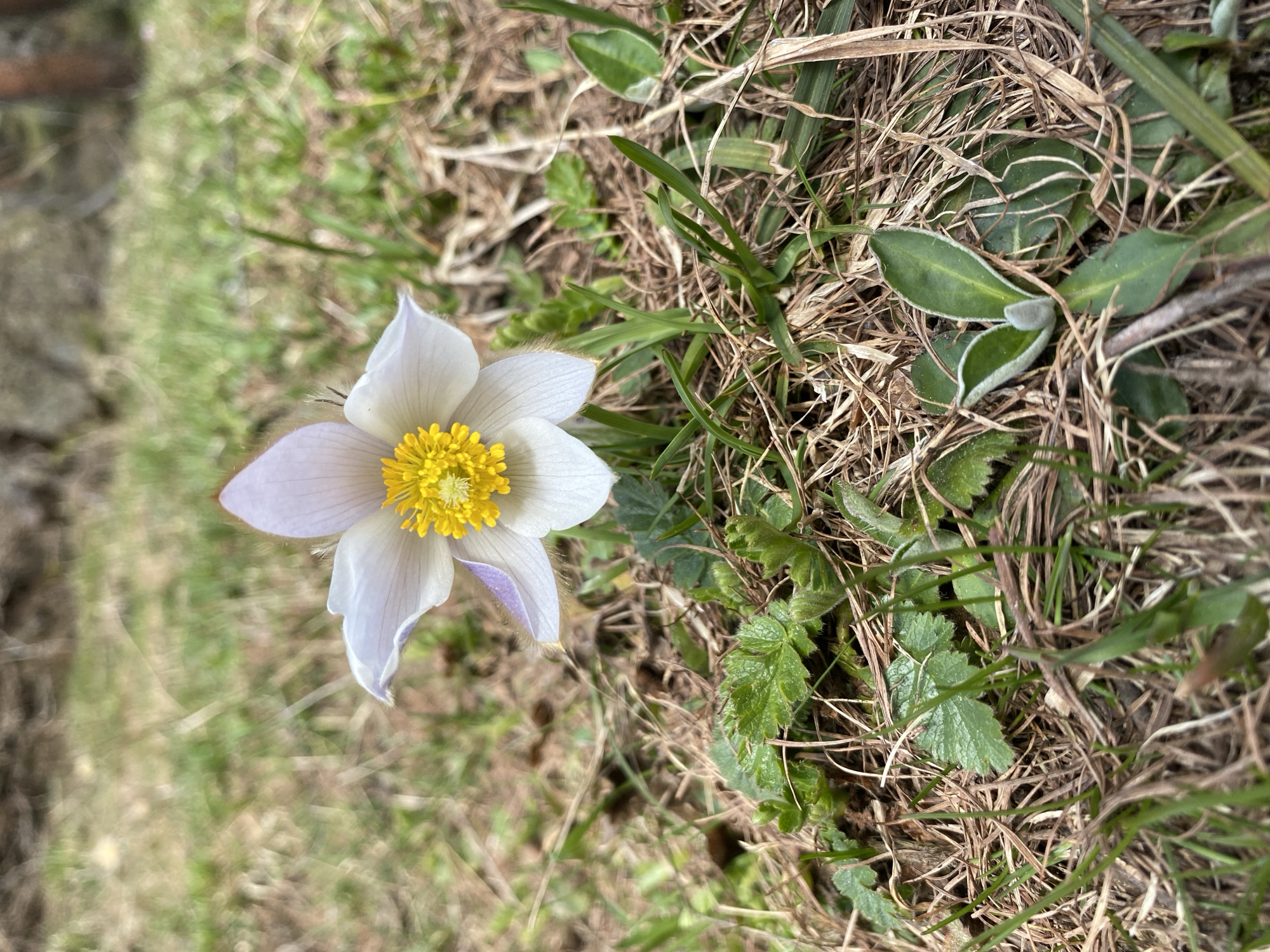 A single white flower with a yellow center stands out among grass and dead foliage. The flower has several delicate petals, some with a slight lavender tint on the underside. Surrounding the flower are blades of green grass, some with sharp edges, and patches of dry, brown grass and leaves. Several small green leaves with rounded edges are also visible. The background is a mix of more grass and foliage, with some areas out of focus. The photo appears to have been taken in an outdoor setting. The location is Baceno, Italy. No people, subjects, objects, actions, or interactions are visible.