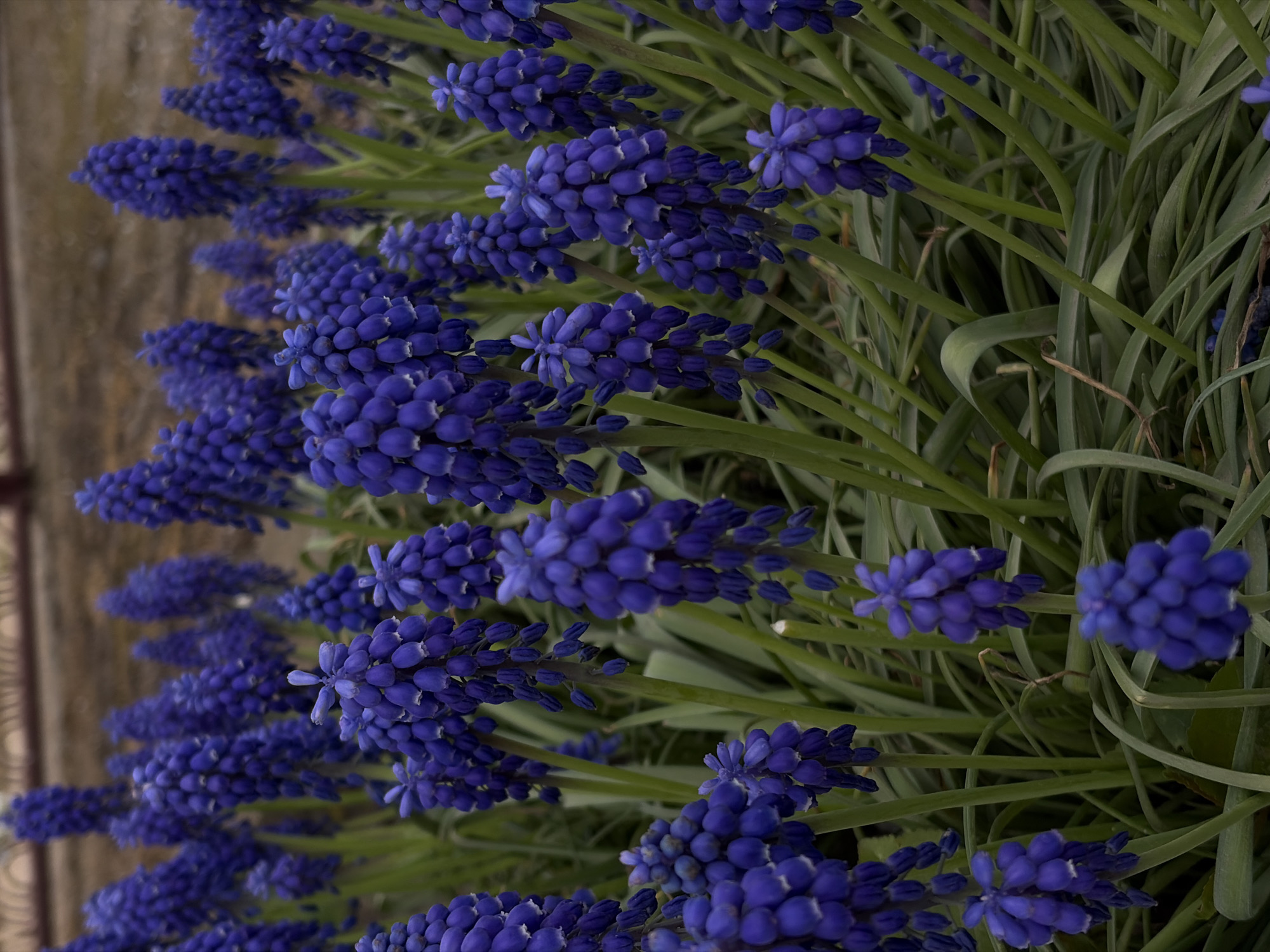 The image shows a close-up view of a cluster of blue grape hyacinth flowers. The flowers are densely packed and arranged in rows, with green stems and leaves visible in the background. The photo appears to have been taken outdoors. There is no information available in the image to determine the location as the city of Novopokrovskaya, Russia.