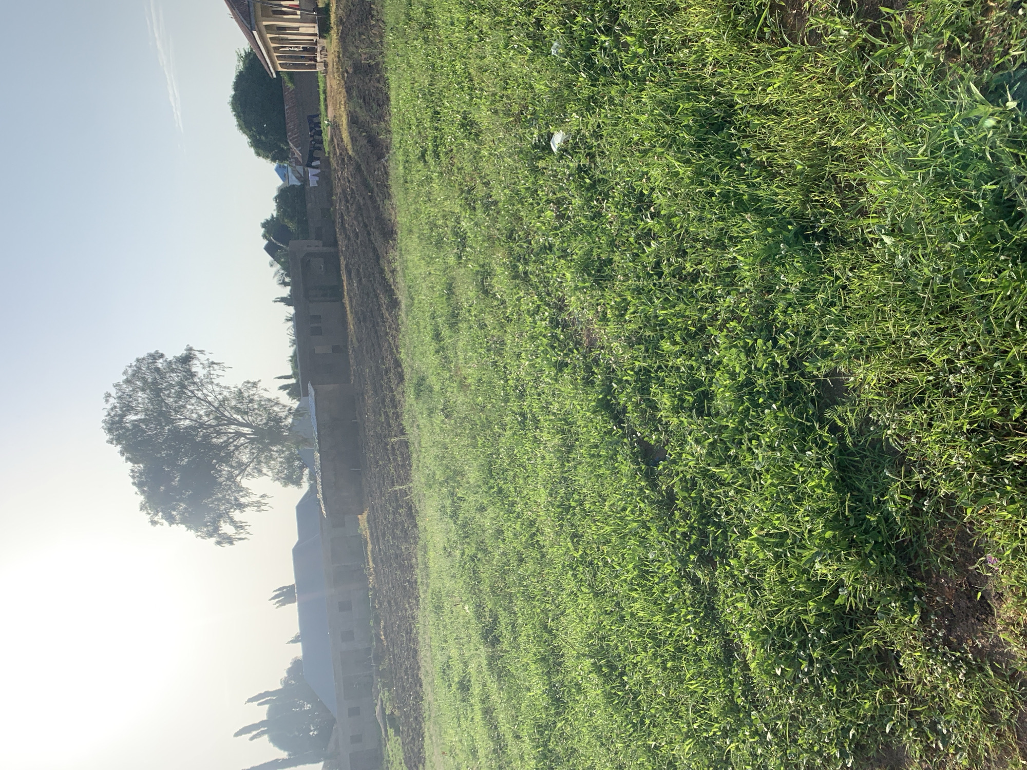 The image depicts a rural or semi-rural scene likely within or on the outskirts of Jalingo, Nigeria, characterized by a clear sky with hazy sunlight. In the foreground, a field of lush green grass dominates, with patches of exposed soil. Further back, a row of unfinished or modestly constructed buildings, appearing to be made of brick or concrete, stretches across the frame. These structures have visible doorways and windows but lack finishing details like paint or complete roofing in some cases. To the right, a more complete building with a visible veranda and a pitched roof is present. A large, leafy tree stands prominently in the middle ground, silhouetted against the bright sky. Scattered laundry is visible hanging on a line between some of the structures, suggesting habitation. The overall impression is one of a developing area, possibly a residential or agricultural settlement.