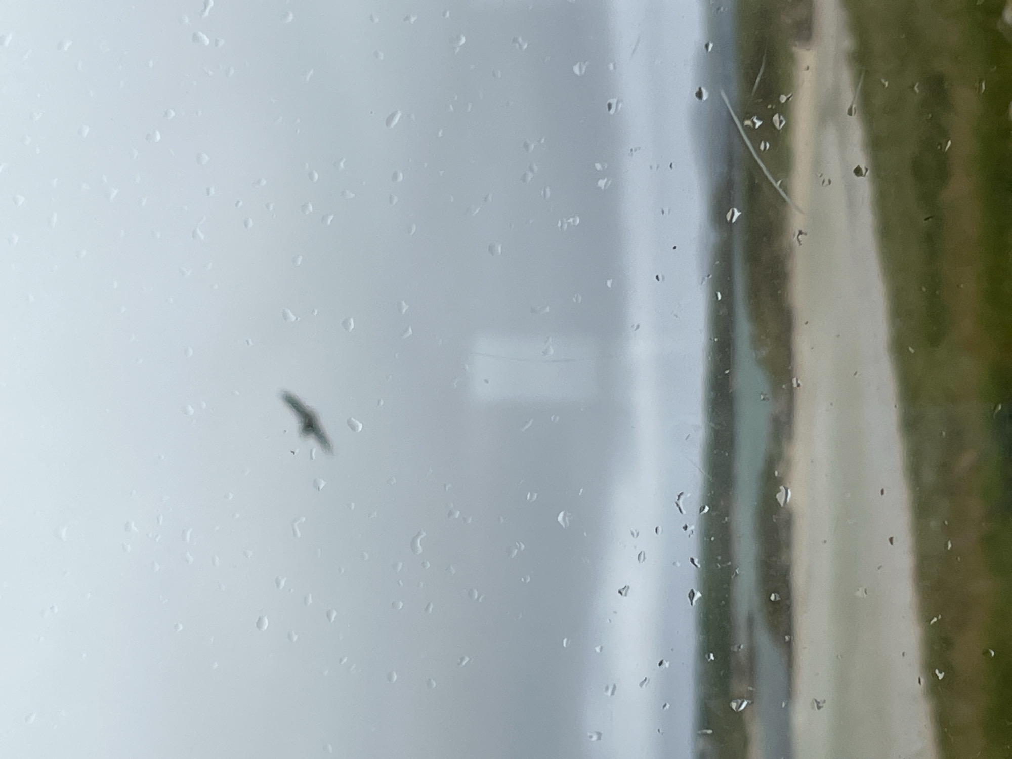 A bird is flying in the sky, viewed through a window with raindrops on it. The background shows a landscape with water and grassy areas, suggesting a coastal or rural setting. The sky is overcast and the lighting is dim, indicating a cloudy or rainy day. The overall scene is muted in color, with the focus on the bird and the rain droplets on the window pane. The specific location is not discernible from the image.