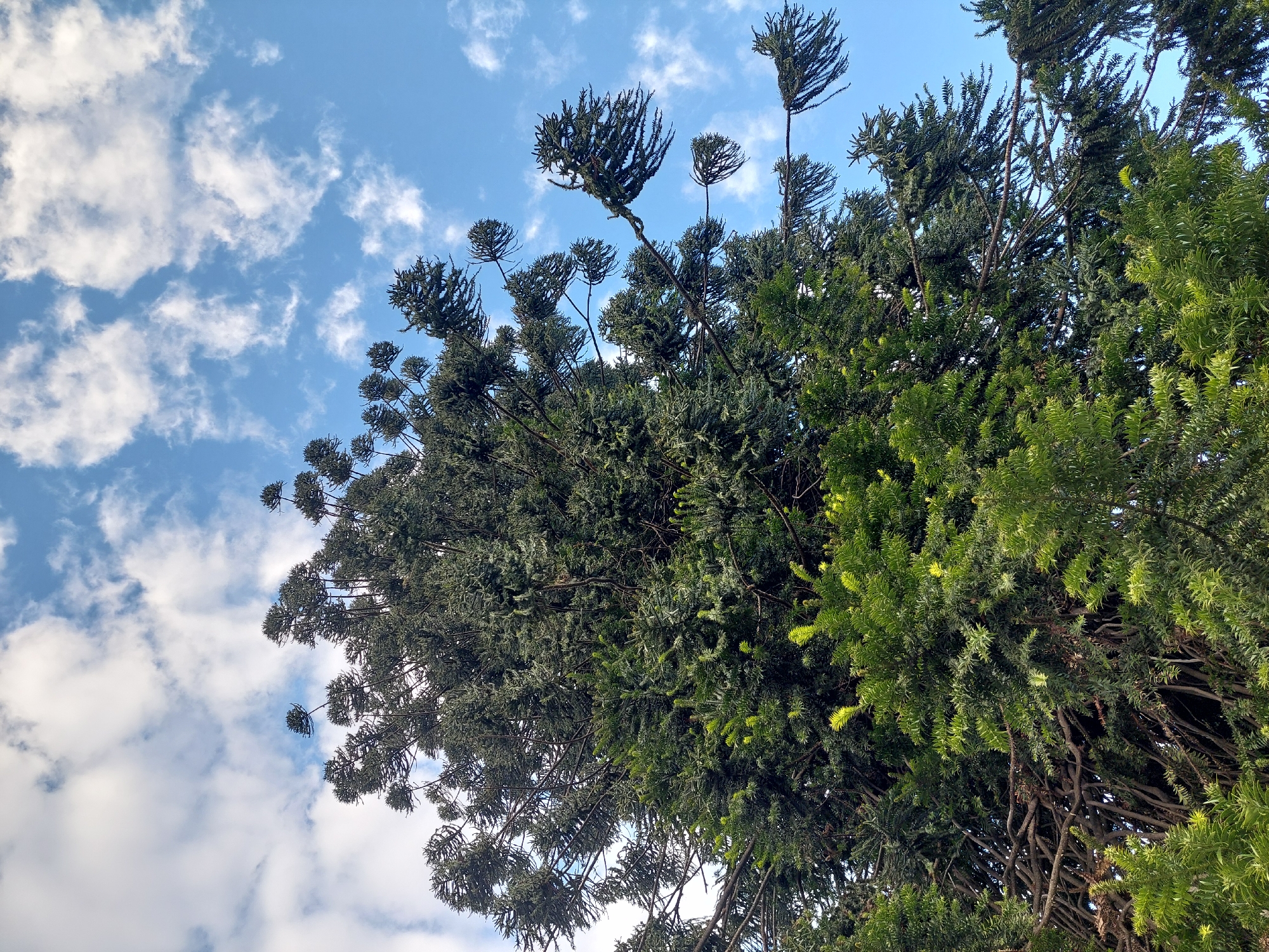 The image shows a view looking up into the canopy of an Araucaria tree in Buenos Aires, Argentina. The tree has a distinctive, somewhat sparse, branching pattern with clusters of dense, dark green foliage at the ends of the branches. Patches of vibrant light green foliage are visible on a separate tree, closer to the viewer, on the right side of the image. The background is a bright blue sky with scattered white clouds. The camera angle is low, emphasizing the height of the trees.