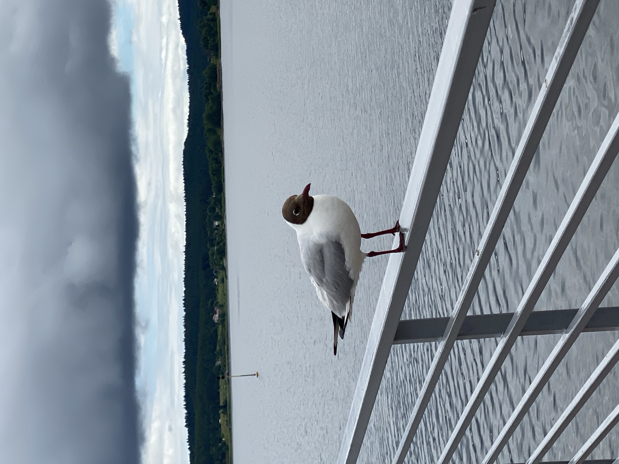 A solitary Black-headed Gull is perched on a metal railing overlooking a body of water. The gull has a dark brown head, a white neck and chest, gray wings with black tips, and red legs and beak. The railing is silver and has horizontal bars. The water is a calm, gray-blue, reflecting the overcast sky. In the background, a distant shoreline is visible, lined with dark green trees and dotted with a few houses. The sky is filled with heavy, dark gray clouds. The scene appears to be in Sortavala, Russia, a city known for its beautiful natural surroundings, including lakes and forests.