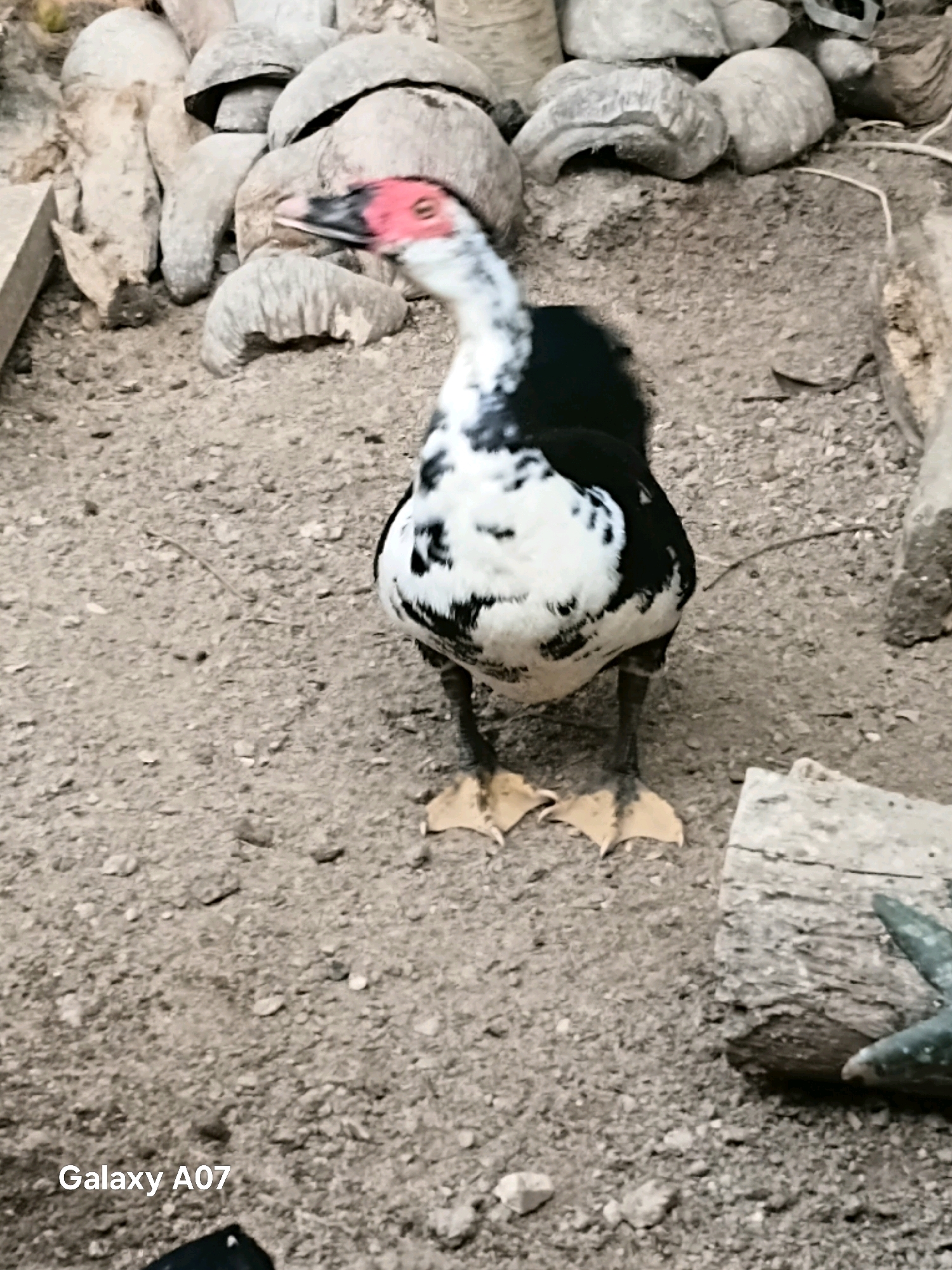 A black and white speckled duck with a red face is standing on sandy ground in what appears to be an outdoor enclosure. The duck is looking to its left. Behind the duck, there are several large, grey, irregular-shaped objects that resemble rocks or possibly discarded coconut shells. To the right of the duck, there is a piece of wood or concrete. The background is blurred but suggests a rustic environment. The timestamp "Galaxy A07" is visible in the lower left corner. The location is specified as Margo Rukun, Indonesia.