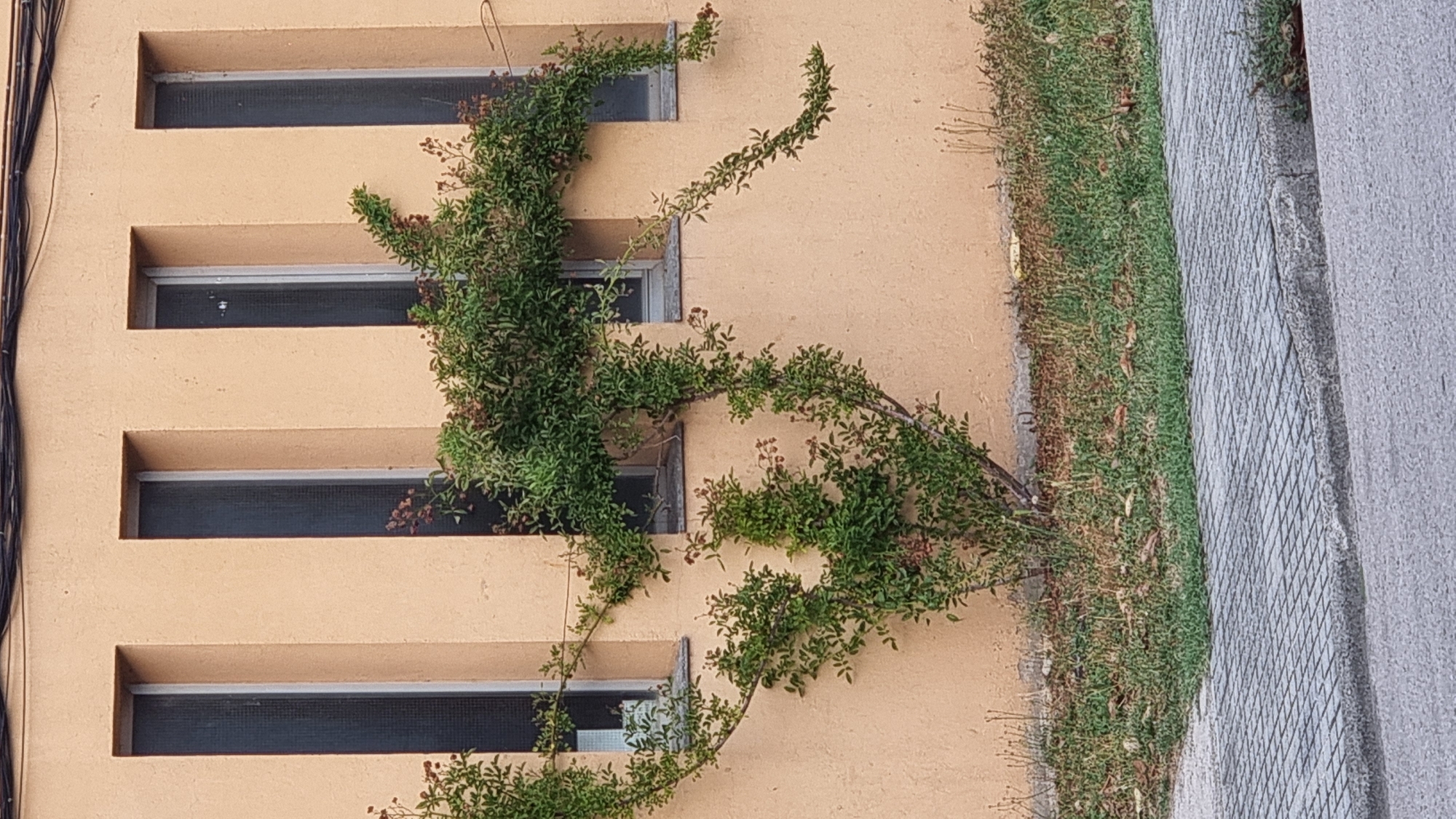 The image shows a close-up, eye-level, outdoor shot of a building with a pale orange stucco exterior. Three tall, narrow windows with dark panes and white trim are visible, spaced evenly apart. A green vine with small red berries is growing up the wall, with branches extending across and between the windows. The vine is dense in some areas and more sparse in others, with tendrils reaching outwards. Below the windows, there is a patch of grass and dry vegetation, with fallen leaves scattered on the ground. In the foreground, a paved sidewalk made of grey square tiles runs parallel to a grey asphalt road, with a concrete curb separating the two. The lighting suggests it is daytime, likely with natural sunlight casting subtle shadows. No people are present in the image. The context provided indicates the location is Sant Joan les Fonts, Spain.