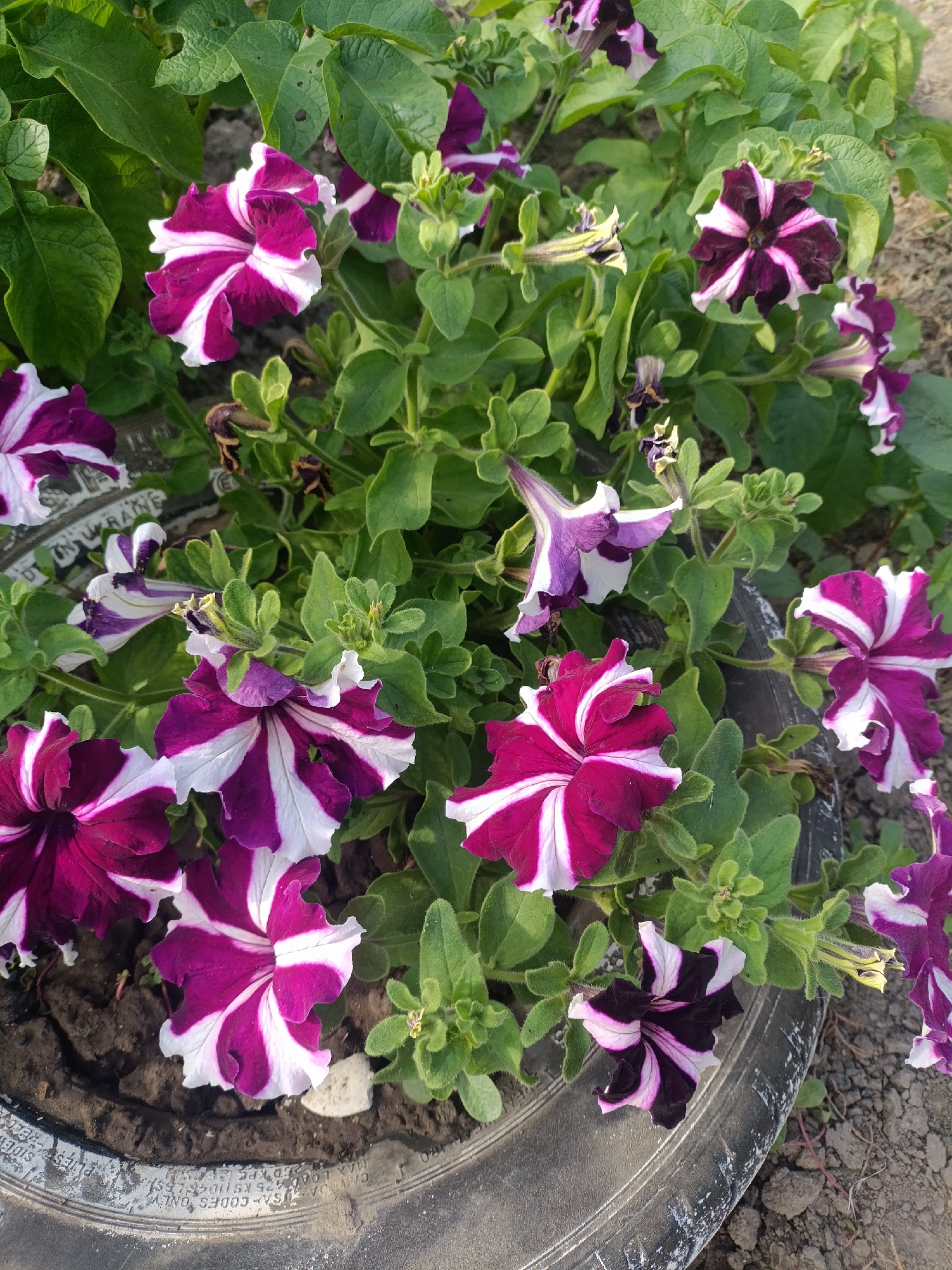 In the city of Starokozache, Ukraine, a close-up, high-angle shot captures a cluster of vibrant petunias blooming in a repurposed tire planter. The flowers display a striking pattern of deep purple and white stripes radiating from their centers, with some petals appearing slightly ruffled. The petunias are lush, surrounded by abundant green foliage and a few wilting brown remnants of past blooms. The planter, an old tire, is partially filled with dark soil. The background is a soft blur of dry earth and more greenery, suggesting an outdoor setting bathed in natural light. No people are present in the scene.