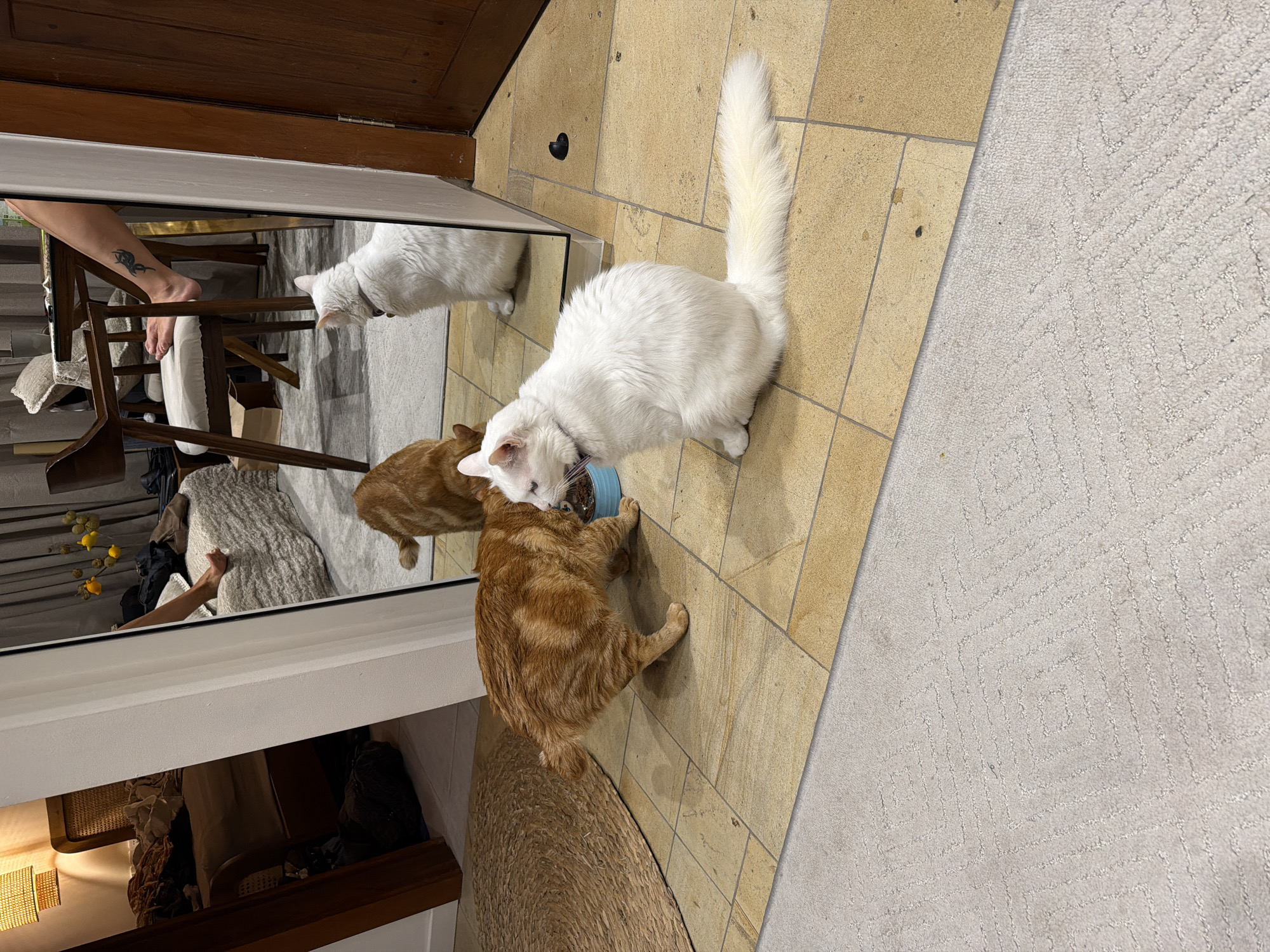 A high-angle indoor shot shows two cats eating from a blue bowl in front of a mirror. One cat is white with a long, fluffy tail, while the other is an orange tabby. The reflection in the mirror shows the cats' reflections, as well as a person's arm with a tattoo, part of a chair, and other items in the background. The floor is a combination of tan tiles and a light-colored patterned carpet. There's also a black object on the tile near the top left of the frame. The location is Unknown, Unknown.