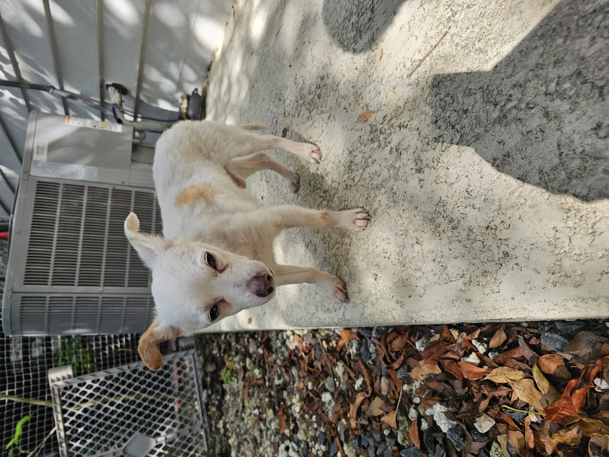 An emaciated white dog with tan markings stands on a concrete ledge in an outdoor area. The dog faces forward, with its head slightly tilted. In the background, there is a grey air conditioning unit, a chain-link fence, and a building with siding. The ground to the left of the ledge is covered in small rocks and dried brown leaves. The lighting suggests it is daytime, with shadows cast on the concrete. There is no indication of the specific location in Islamorada, United States of America.