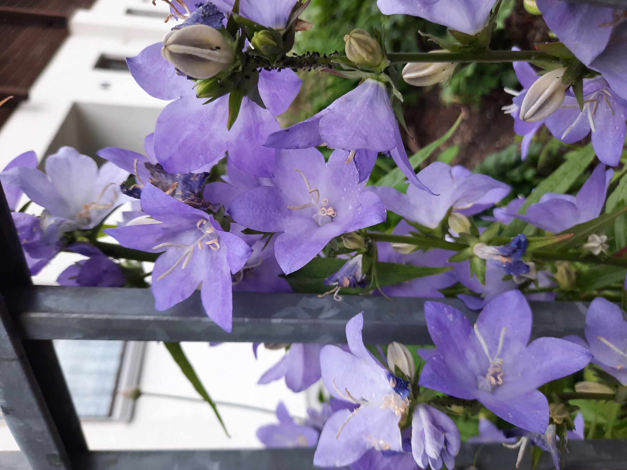 In Rosenheim, Germany, a close-up shot showcases a cluster of purple bell-shaped flowers, identified as Campanula, in full bloom. The flowers are arranged on a green stem and are partially obscured by a gray metal fence. In the background, a white building with a dark-tiled roof suggests an urban or suburban setting, possibly a garden or park. The lighting is natural, indicating an outdoor scene during daylight hours. The focus is sharp on the flowers, highlighting their delicate petals and intricate stamens.