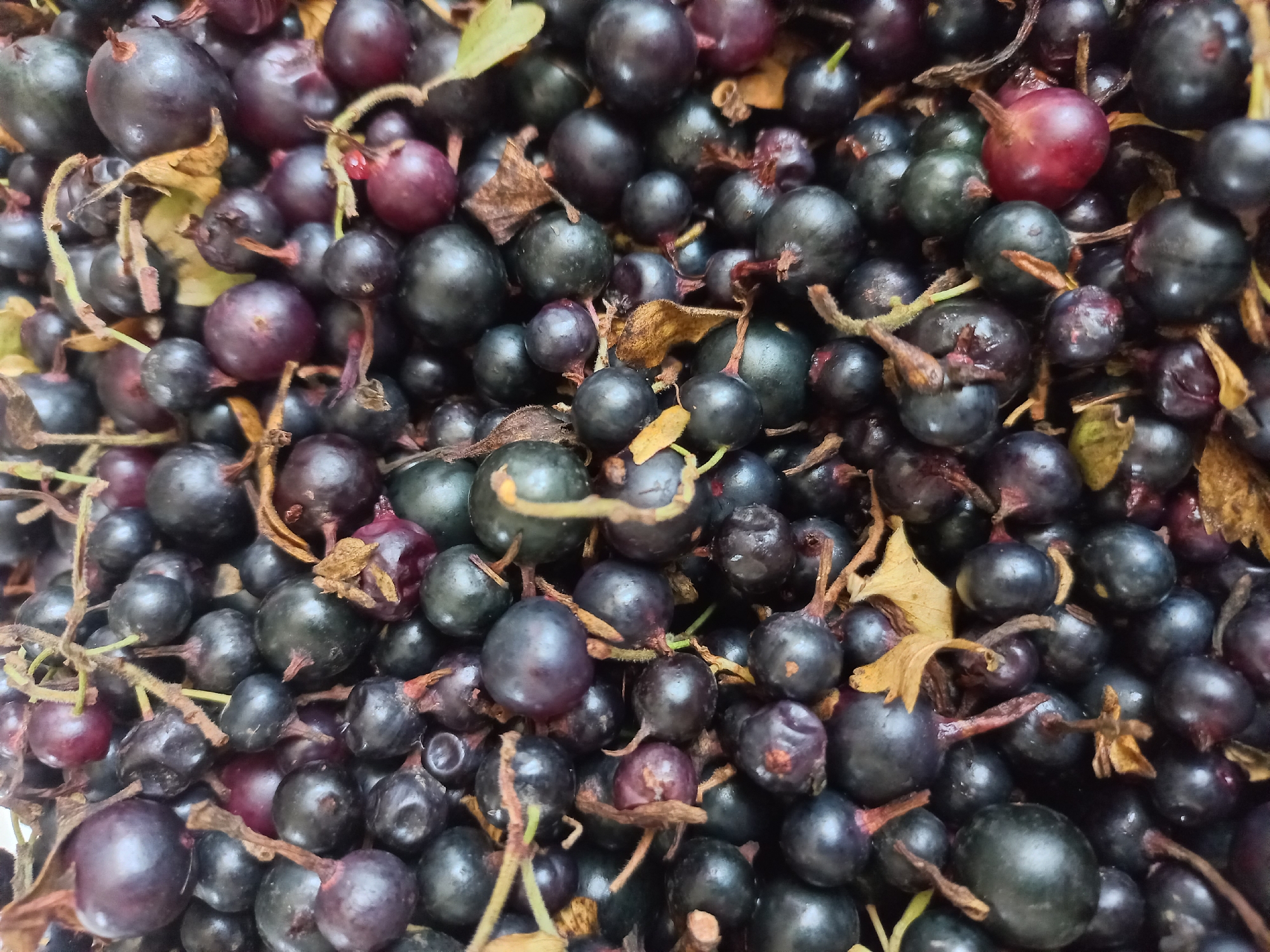 This is a close-up, overhead shot of a pile of blackcurrants and some dried leaves. The berries are dark purple and black, with a few appearing a lighter shade of purple or even red. Some of the berries still have their stems attached. The leaves are dry and brownish-yellow. The image is tightly cropped, showing only the berries and leaves, with no background visible. The lighting is natural and appears to be from above, creating some highlights and shadows on the berries. The focus is sharp on the majority of the berries in the foreground and midground. There is no indication of location in Ashgabat, Turkmenistan, or any people, actions, or interactions.