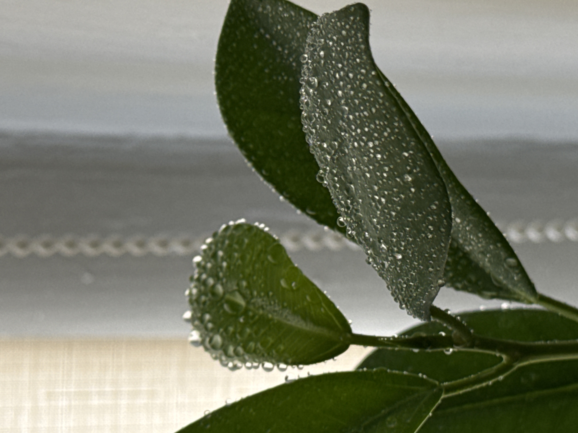 This is a close-up photograph of a plant with many water droplets on its dark green leaves. The background consists of a sheer curtain, possibly white or light gray, with a beaded trim on the right side. The lighting suggests a soft, natural light source, possibly from a window. The image is in focus on the plant and its leaves, with the background slightly blurred. There are no people or animals visible in the image. The location in the city of Troitske, Ukraine is not depicted or inferable from the image itself.