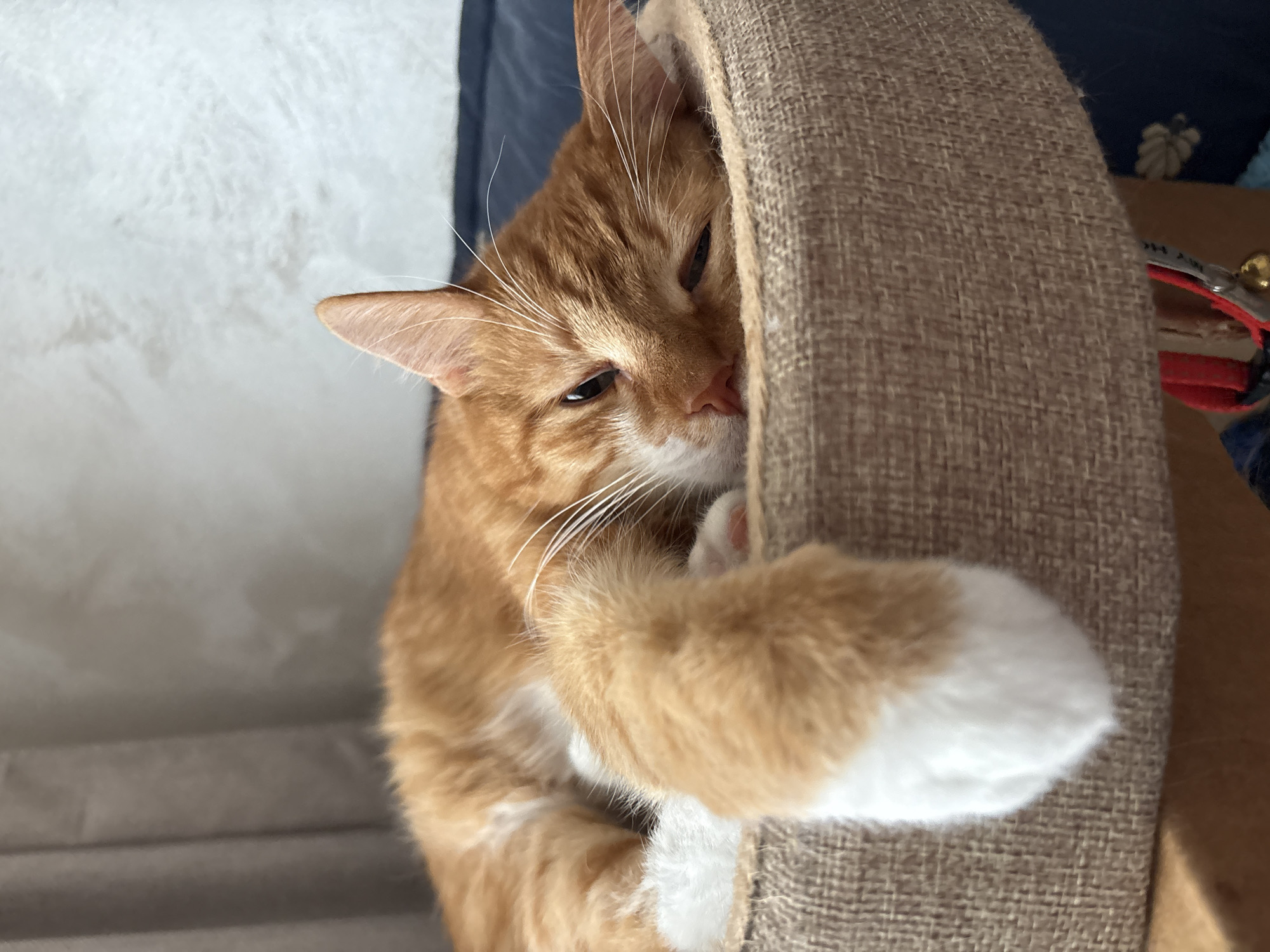 A close-up shot shows an orange tabby cat nestled inside a beige cat house. The cat is positioned with its head peeking out from the side of the cat house, its right paw extended and resting on the side. The cat's paw is white. The cat's face is partially obscured by the side of the cat house. A red collar with a small bell can be seen behind the cat house. The background is a mix of white wall, a blue surface. The location in Bar, Montenegro is not discernible from the image.