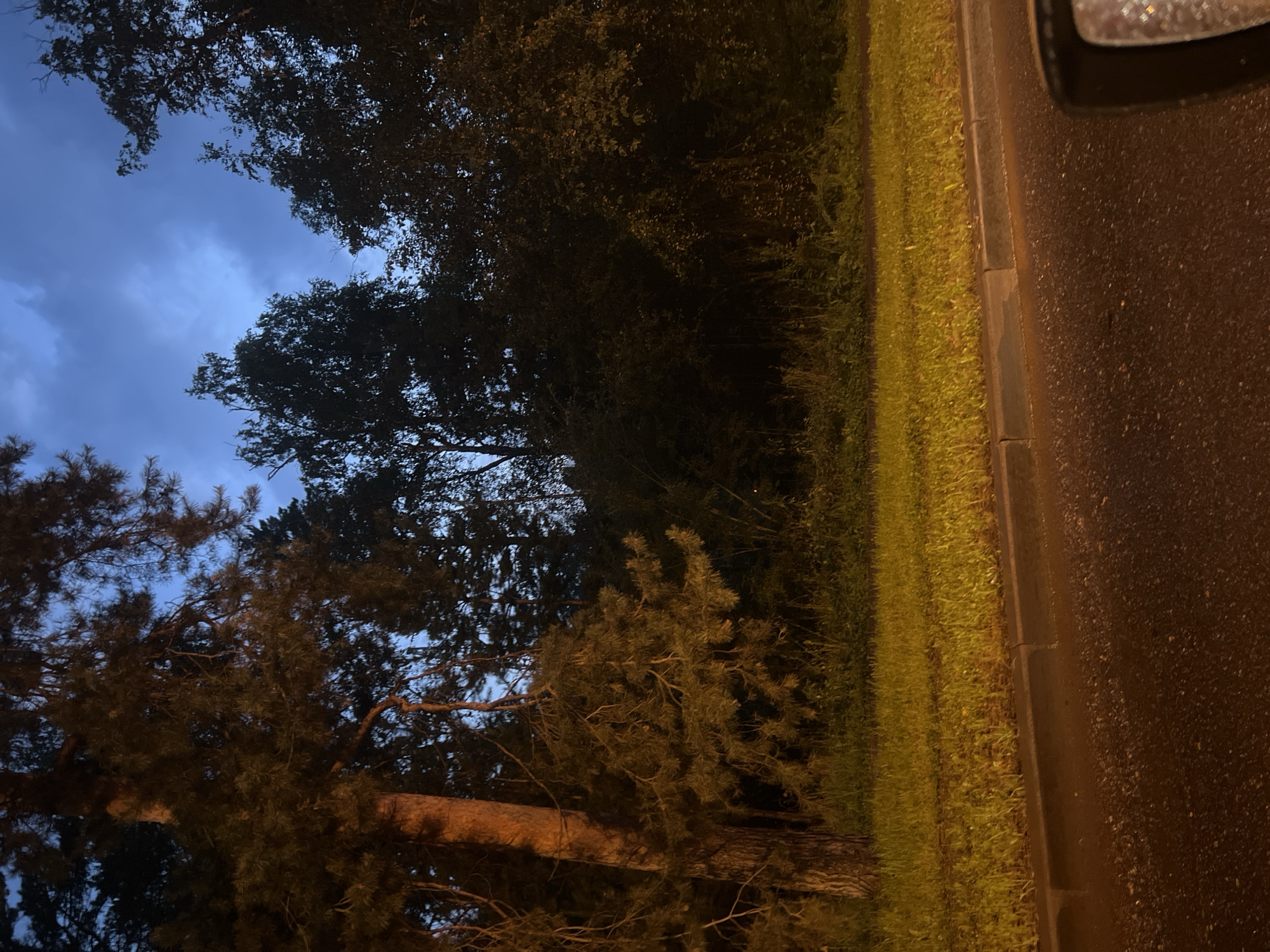 The image depicts a roadside scene at dusk or night, likely in a wooded area of Krasnoyarsk, Russia, given the presence of pine trees. In the foreground, a paved road surface is visible, appearing damp and reflecting light from an unseen source. A concrete curb separates the road from a strip of bright green grass, illuminated by what appears to be artificial lighting. Beyond the grass is a dense line of trees, predominantly dark silhouettes against a twilight sky with visible clouds. A large pine tree with reddish-brown bark is prominent on the left side of the frame, its branches extending across the upper portion of the image. The overall atmosphere is somber and quiet, suggesting a natural or semi-natural environment bordering a road. No people or specific human activity are discernible in the frame.