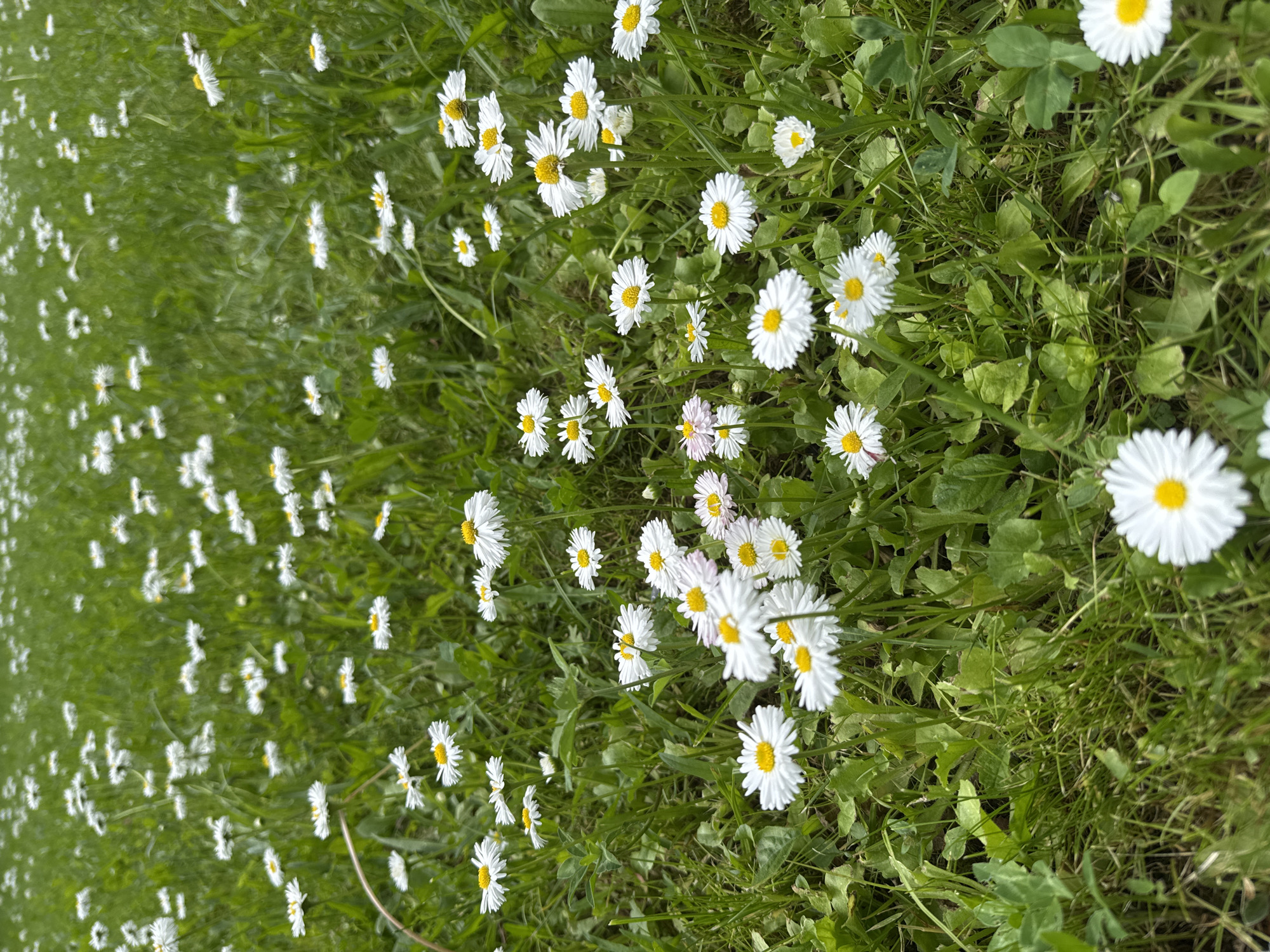 A field of white daisies with yellow centers is shown in close-up, with a shallow depth of field. The daisies are densely packed in the foreground and middle ground, with their white petals and bright yellow centers clearly visible. The background is a blur of green grass, suggesting a natural or park-like setting. The image appears to have been taken in Козино, Russia.