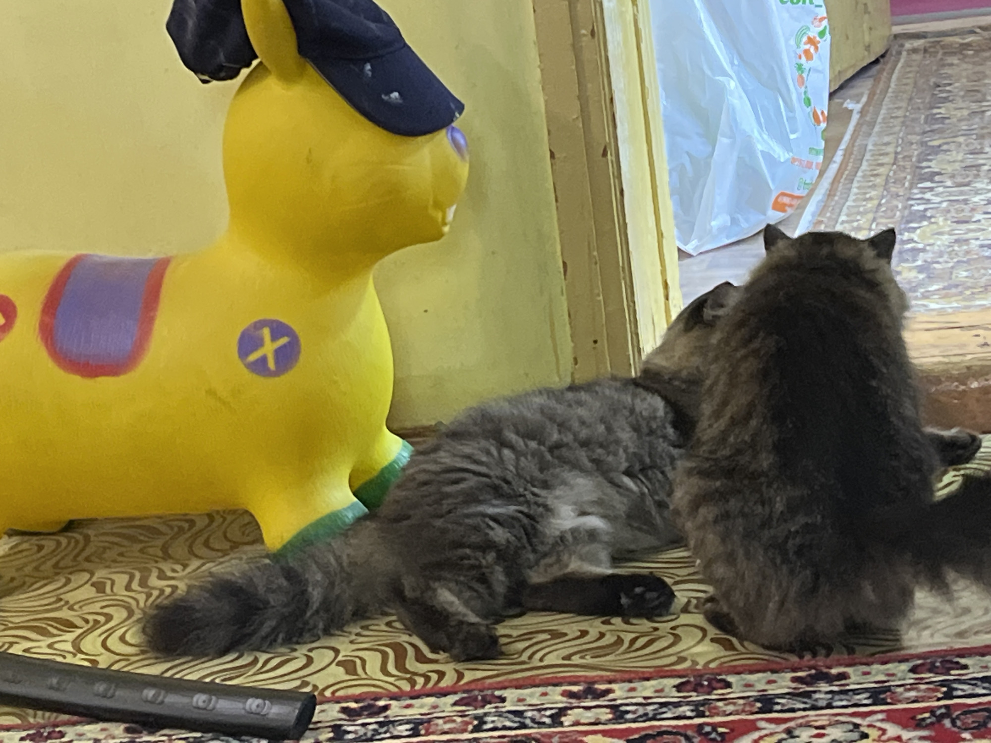 In a room located in Krasnyye Barrikady, Russia, a yellow inflatable toy horse with a blue cap is positioned to the left. In the center of the frame, two fluffy cats are interacting. The cat on the left is lying down, facing the toy horse, while the cat on the right is standing and appears to be grooming or interacting with the other cat. The cats are on a patterned rug with a red border. To the right of the cats, a doorway leads to an area with a white plastic bag and a beige patterned rug.
