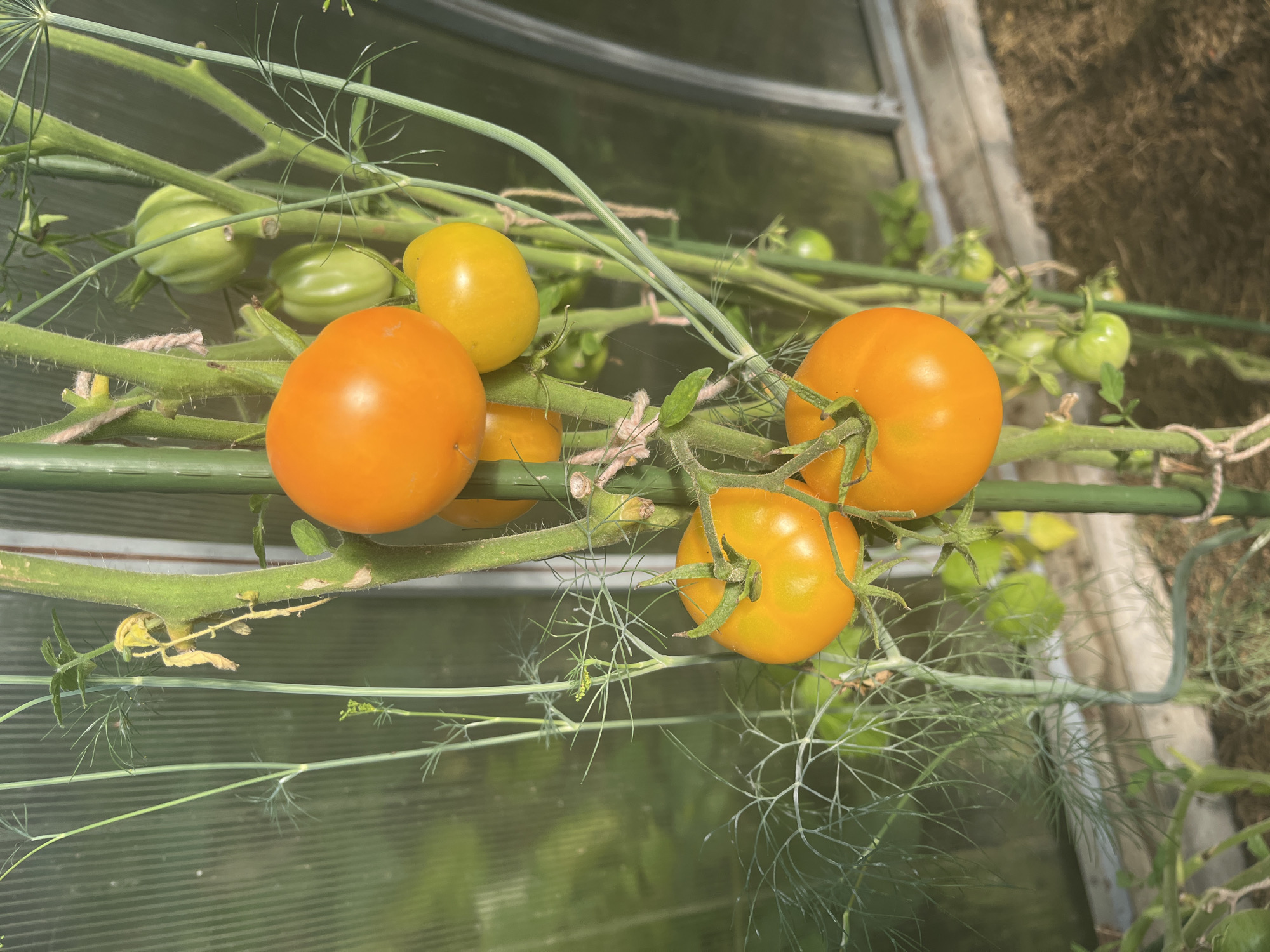 The image depicts a close-up view of ripening orange tomatoes on a vine within what appears to be a greenhouse. Several tomatoes are visible, some fully orange and others still green, indicating different stages of maturity. The vine is supported by a green stake, and thin, feathery dill plants are growing around it. In the background, the translucent wall of the greenhouse is visible, along with some shadowy forms of other plants and the ground covered in what looks like mulch or dry soil. The lighting suggests it is daytime, likely sunny, casting highlights on the tomatoes. There are no people or animals present in the scene. The location is specified as Vladimirovka, Russia.