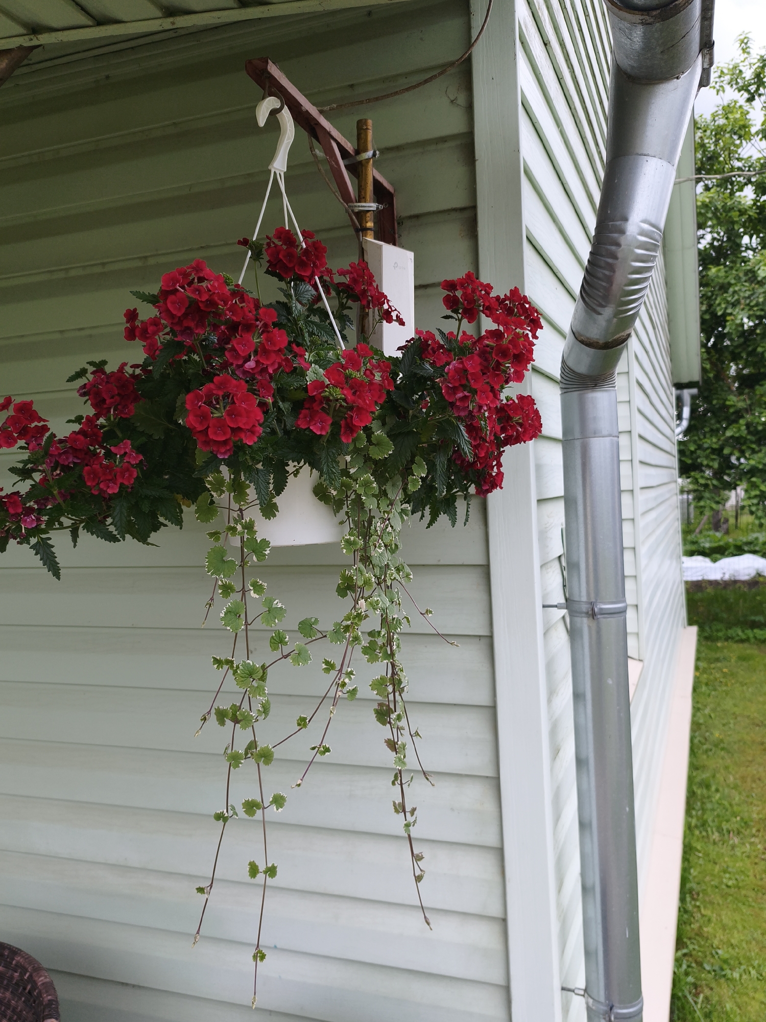 The image shows a hanging planter filled with red flowers and trailing green vines, suspended from a hook on a porch or overhang. The planter is white and appears to be made of plastic. The house siding is light green, with horizontal lines. A silver downspout runs vertically along the side of the house. In the background, there is green grass and trees. The scene appears to be outdoors in a residential area. The location is the city of Brodi, Latvia.