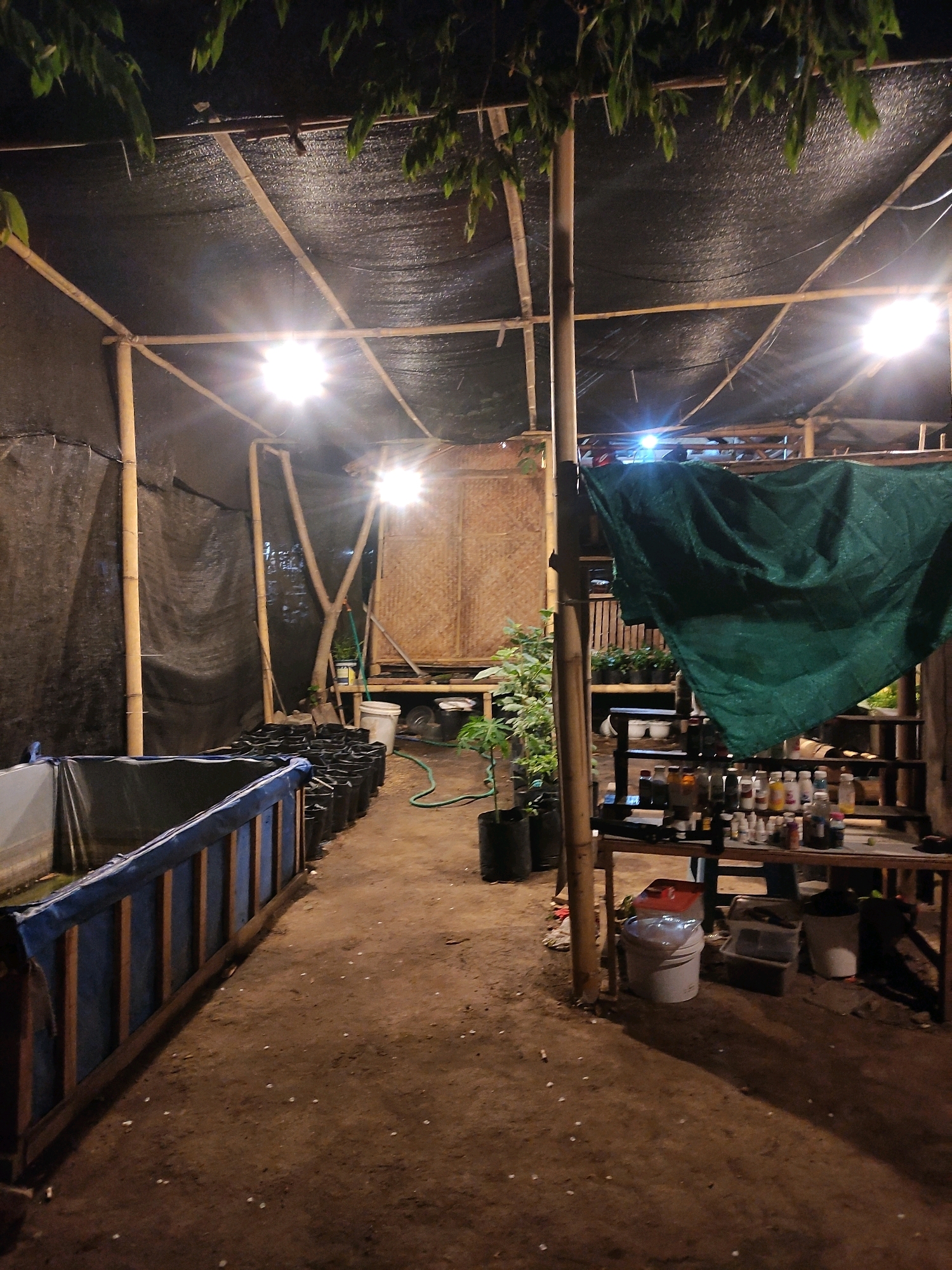 This image depicts an outdoor covered area at night, likely a nursery or greenhouse, in the city of Tiudan, Indonesia. The structure is framed with bamboo poles and covered with a black mesh fabric ceiling. Several artificial lights illuminate the space.
In the foreground, a blue and wooden framed pond or water feature is visible on the left. To the right of the pond, a row of black seedling bags is arranged on the dirt ground. Further back, more seedling bags and some potted plants are present. A green tarp is draped over a structure on the right side of the image.
A wooden table or shelving unit on the right holds numerous bottles of liquids and containers. Below the table, several buckets and bins are placed on the ground. A green hose snakes across the ground near the center of the image. The overall environment appears to be rustic and utilitarian, suggesting a functional workspace. There are no people clearly visible in the frame.