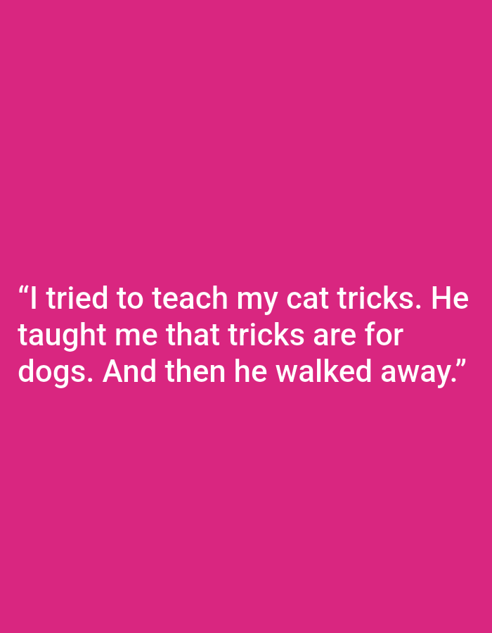 The image shows a white text overlay on a vibrant pink background. The text reads: "I tried to teach my cat tricks. He taught me that tricks are for dogs. And then he walked away." There are no people, subjects, objects, or environmental details visible in the image. The location in the city of Kępno, Poland is not ascertainable from the visual information provided.