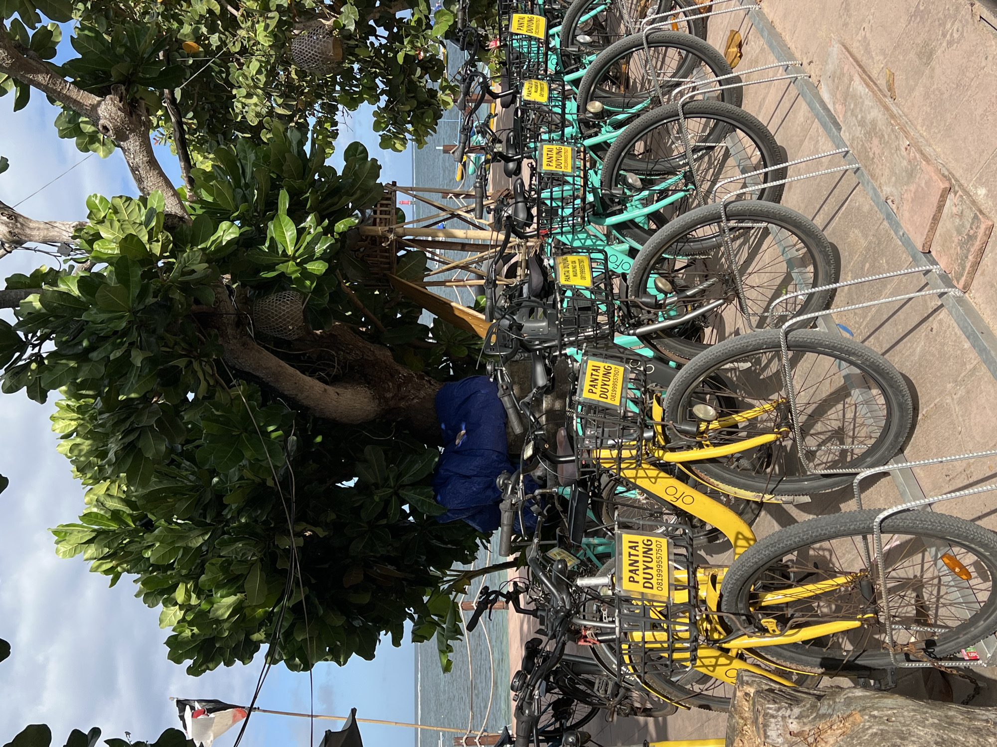 The image captures a row of parked bicycles, primarily painted in yellow and turquoise, under the shade of a large, leafy tree. Each bicycle has a basket attached to its front, bearing the sign "PANTAI DUYUNG" and a phone number (081999557507), along with the name of the bike rental company "ofo." The bicycles are neatly arranged in a metal rack, indicating a designated parking area. In the background, a glimpse of the ocean is visible through the tree branches, suggesting a coastal location. The photo was likely taken in Denpasar, Indonesia, based on the location "PANTAI DUYUNG" featured on the bicycles.