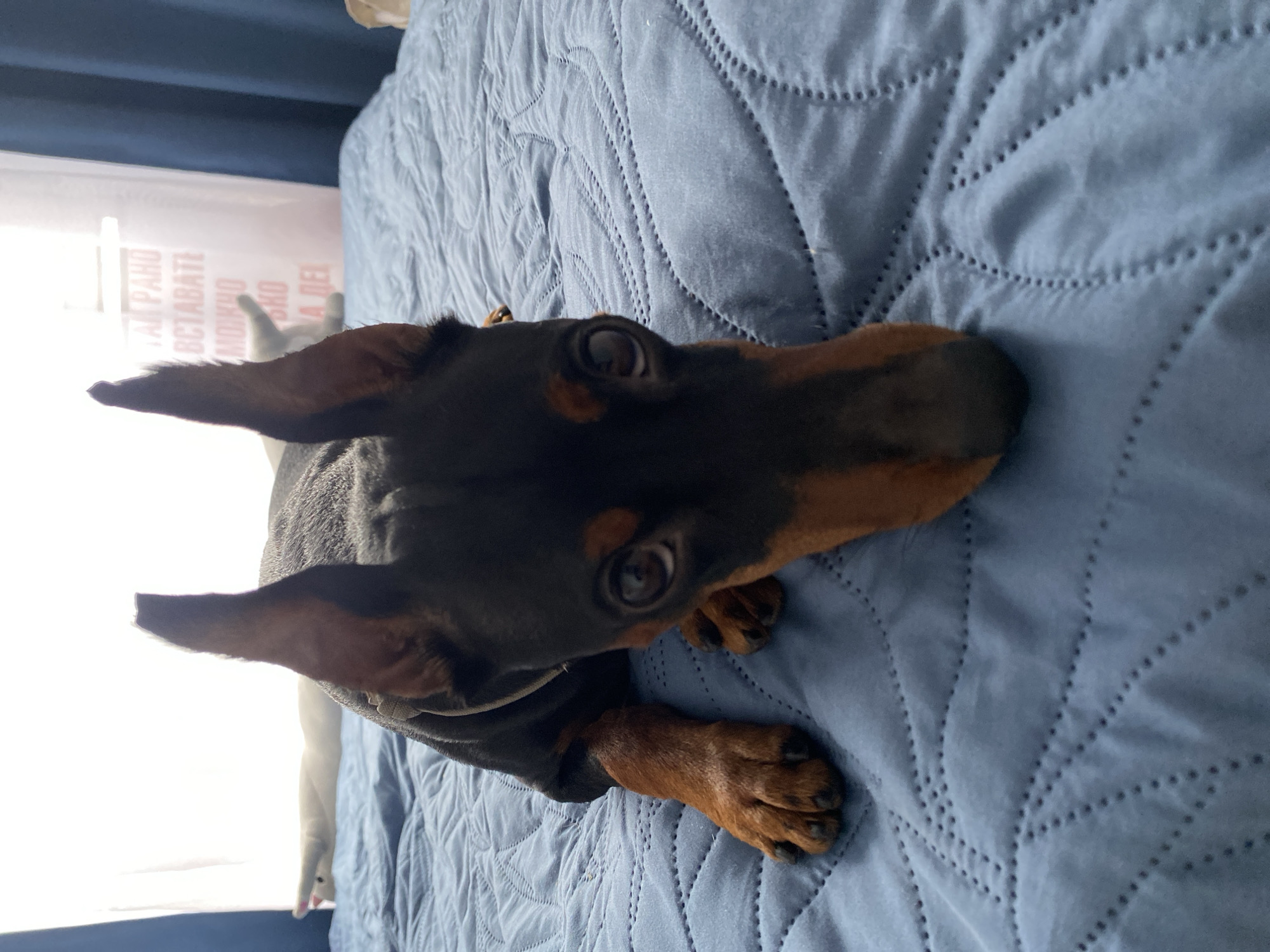 An indoor, close-up, eye-level shot features a black and tan Miniature Pinscher dog lying on a blue quilted bedspread. The dog is facing the camera, with its head lowered and its eyes wide open, looking directly at the viewer. Its ears are upright, and its nose is pointed downwards. The dog is wearing a dark-colored coat. In the background, slightly out of focus, is a white, elongated stuffed animal lying horizontally across the bed. Beyond the bed, a sheer white curtain is visible, partially obscured by a dark blue curtain on the right side of the frame. A sign with red Cyrillic text is visible through the sheer curtain. The lighting suggests it is daytime, with light streaming in from behind the curtains. The scene appears to be in a domestic setting.