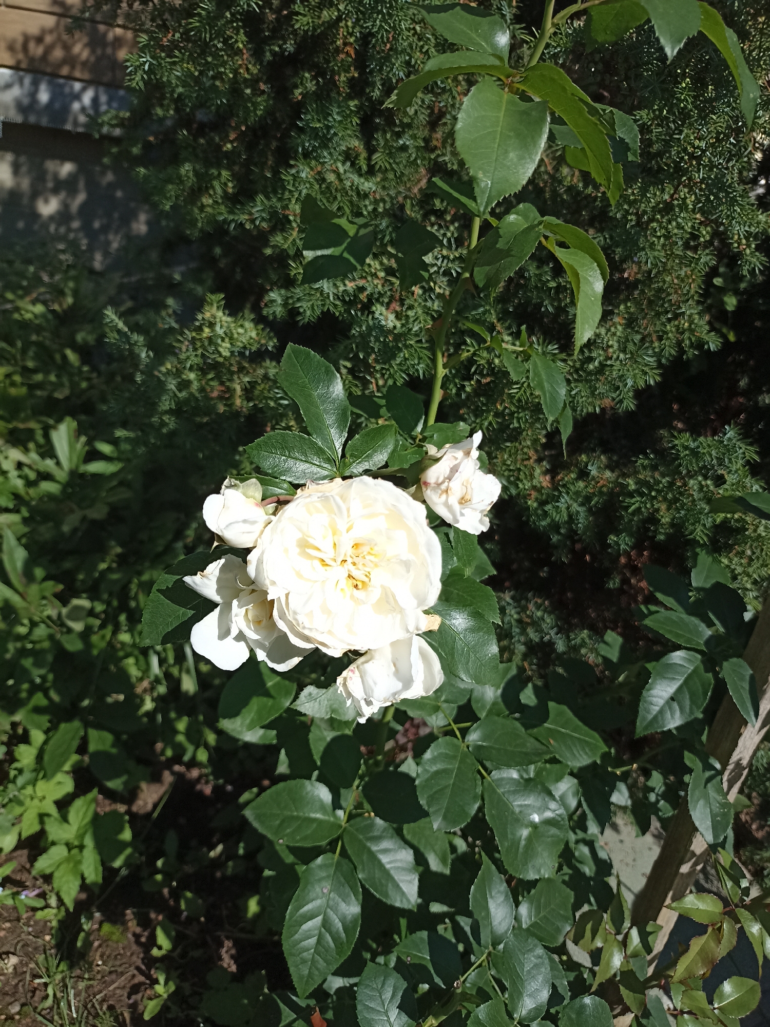 A cluster of white roses is blooming on a green vine. The roses are in various stages of bloom, with some fully opened and others still developing buds. The vine has dark green leaves, some of which are partially obscured by the roses. The background is a dense green bush, likely an evergreen shrub, with some dappled sunlight filtering through. The lighting suggests it is daytime, with the sun casting shadows. The ground beneath the roses is dark and appears to be soil with some scattered dry leaves. The overall scene is of a garden or natural setting.