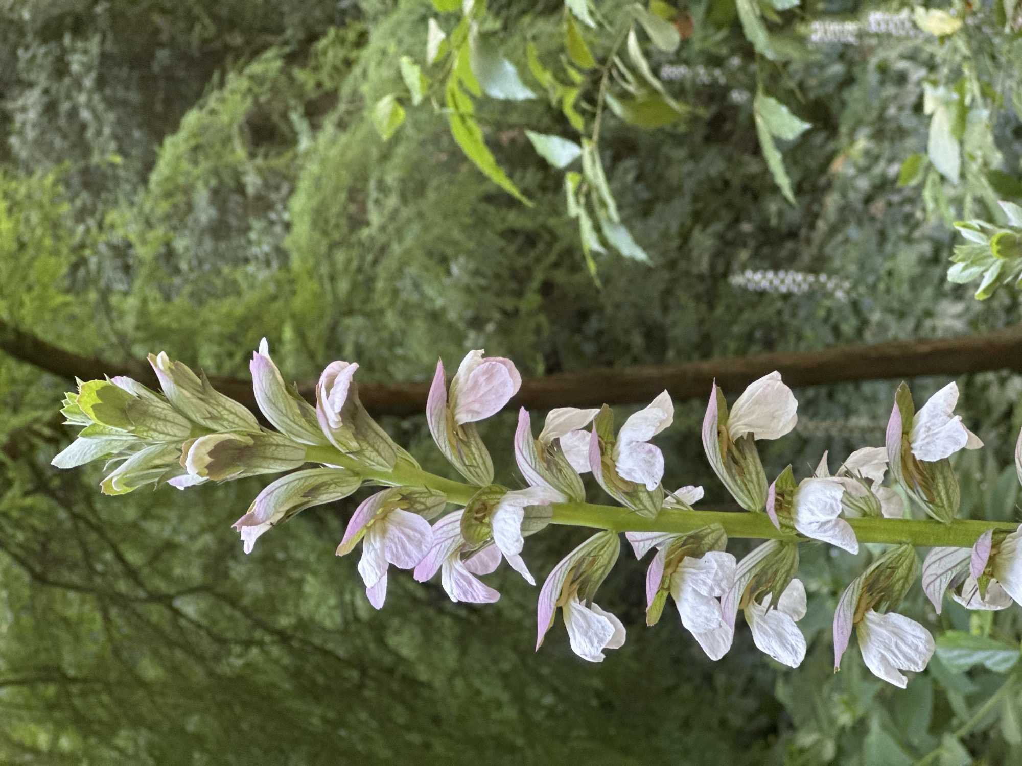 A close-up, eye-level shot features a tall, green stalk of an Acanthus mollis plant, commonly known as Bear's Breeches, in bloom. The stalk is lined with numerous white, hooded flowers accented with pale pink at the tips of their bracts. The flowers are arranged in a spiral pattern along the stalk. The background consists of a dense, green forest, likely in the Montjuïc hill area of Barcelona, Spain, with dappled sunlight filtering through the leaves. No people or animals are visible in the frame. The overall impression is one of natural beauty and tranquility.