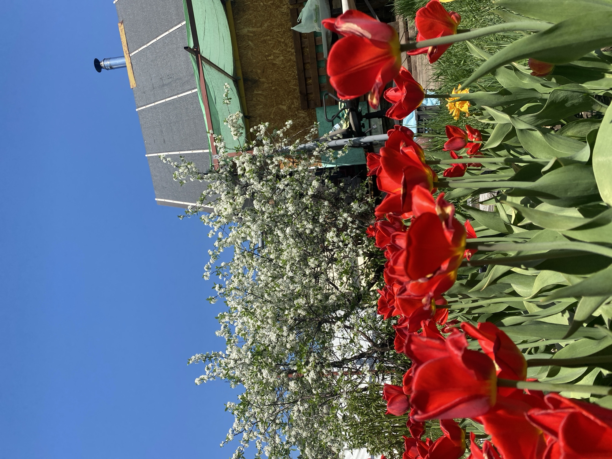 The image shows a view of red tulips in full bloom in what appears to be a garden setting. Behind the tulips is a tree with white blossoms, likely a cherry or apple tree. In the background, there is a shed or outbuilding with a dark grey roof and green siding. A silver chimney extends from the roof of the shed. The sky is a clear blue. Considering the location is Novouralsk, Russia, it is likely a domestic garden. The image suggests a bright, sunny day in springtime, with the tulips and blossoming tree adding color to the landscape. There are no people visible in the scene.