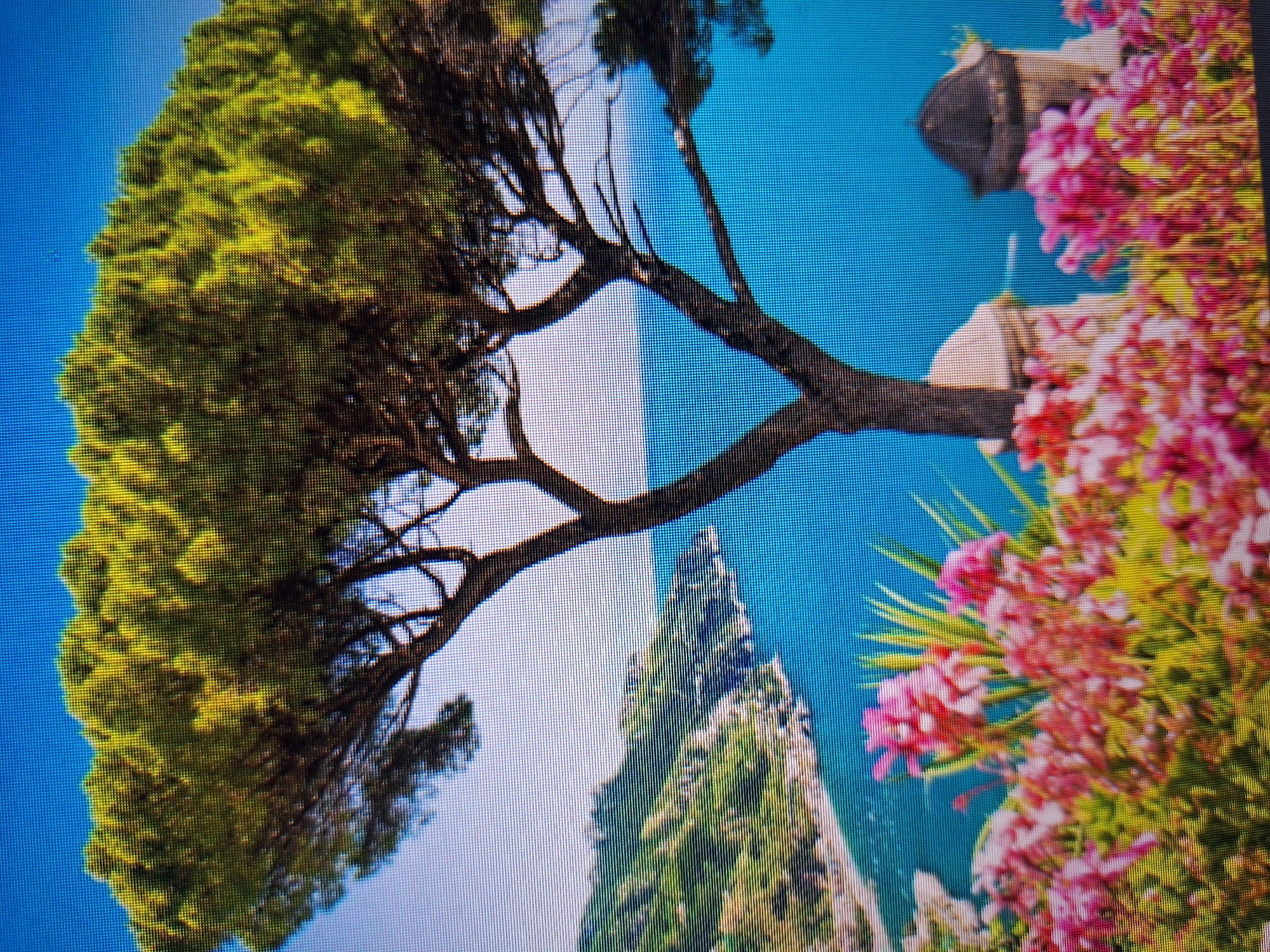 The image depicts a scenic coastal view with lush greenery, vibrant pink flowers, and a large pine tree. The background features a bright blue sea and a coastline with trees and buildings. In the foreground, two ornamental structures with domed tops are visible amongst the flowers. The scene appears to be a tranquil outdoor setting, possibly a garden or terrace overlooking the sea. The image quality suggests it may be a photograph taken with a digital camera or a screenshot from a video, as evidenced by the visible pixelation and screen lines. There are no people or animals present in the image, nor any discernible actions or interactions. The location is not specified within the image itself, and therefore, cannot be identified as Varna, Bulgaria.