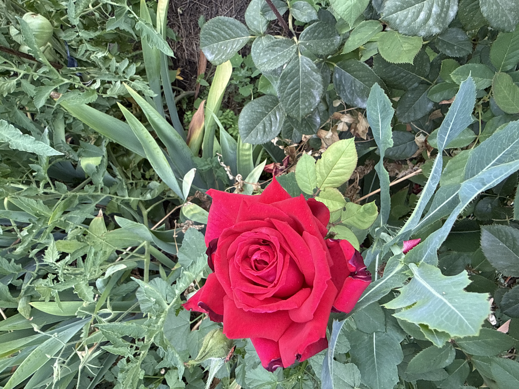 A close-up, vertical shot shows a vibrant red rose in full bloom, positioned slightly left of center in the foreground. The rose is surrounded by lush green foliage, with some leaves appearing slightly dusty. To the left of the rose, a green rosebud is visible. In the background, a variety of plants with long, green leaves are present, with some hints of brown dry leaves and darker soil. There is no evidence of human presence or activity in the image, nor any indication of its specific location within Tekeli, Kazakhstan.