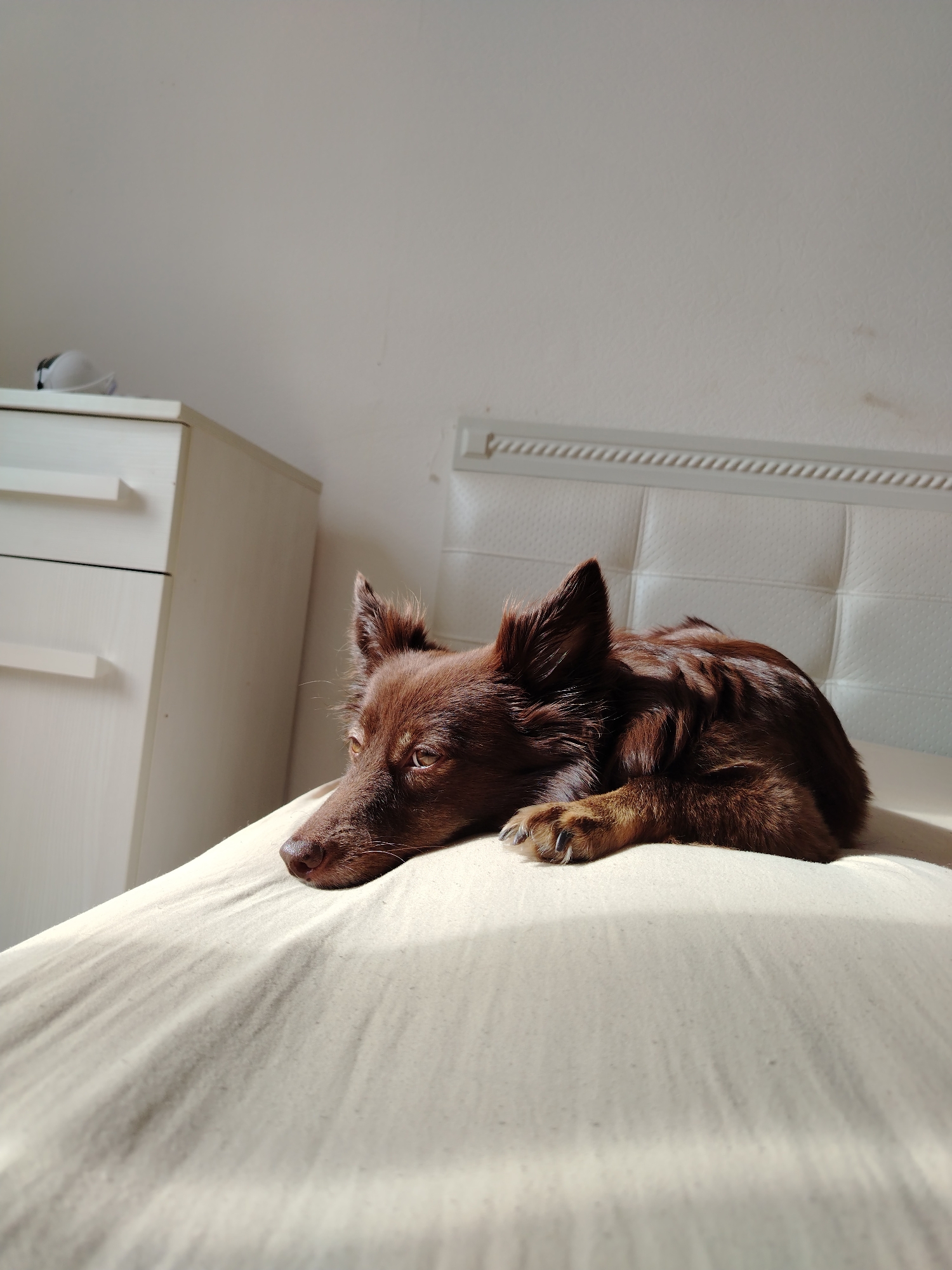 A medium-sized brown dog is resting on a light-colored mattress. The dog is lying on its side, with its head propped up and its eyes looking towards the left of the frame. Its fur is long and appears somewhat tousled. Sunlight streams in from the left, casting shadows across the mattress and illuminating the dog's face and fur.
In the background, a white headboard of a bed is visible, with a tufted design. To the left of the bed, a white chest of drawers with silver handles can be seen. The room appears to be a bedroom, with white walls and a ceiling. The lighting suggests it is daytime, with the sun positioned at an angle. The overall mood is peaceful and relaxed, with the dog seemingly enjoying the warmth of the sun. There is no visible text in the image.
