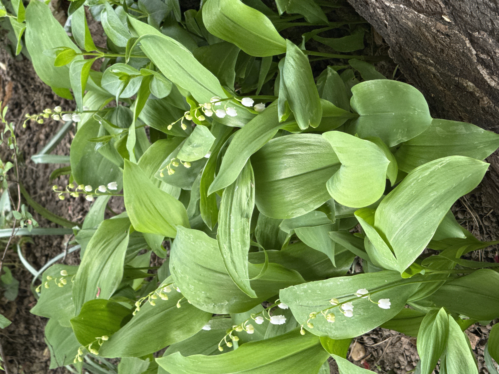 The image shows a patch of lily of the valley plants growing near the base of a tree, likely in a garden or naturalized area. The plants have large, oval-shaped green leaves and delicate stalks of small, white, bell-shaped flowers. The tree trunk is visible on the right side of the image, providing a textural contrast with the smooth leaves of the lily of the valley. The location is unknown.