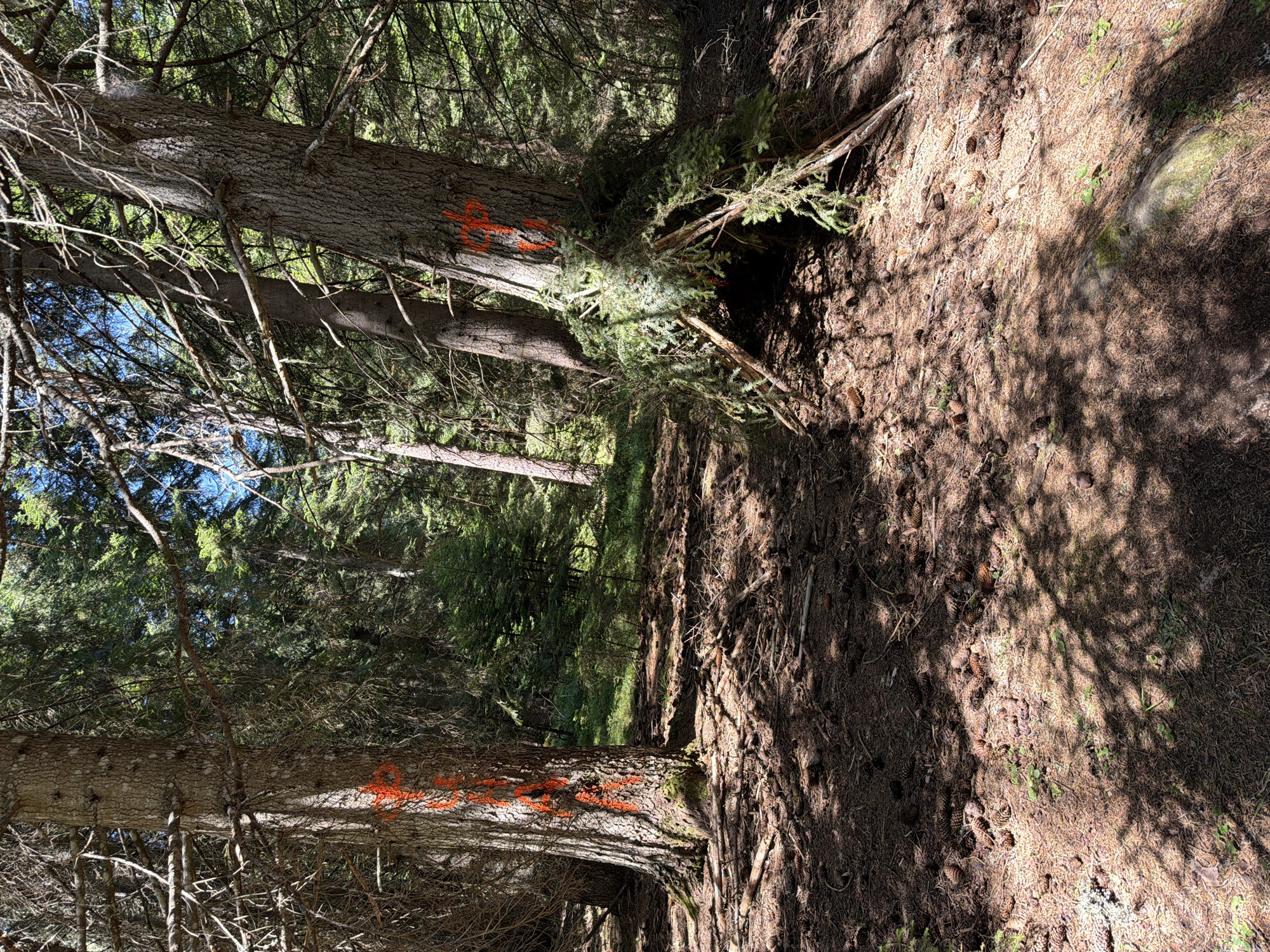 The image depicts a forest floor covered with pine needles and cones. Several trees are visible, two of which have bright orange markings on their trunks. The tree on the left has a vertical marking with some horizontal strokes, while the tree on the right has a marking resembling an "X" or a cross, also in orange. In front of the tree on the right, a small structure made of branches and evergreen foliage has been constructed, leaning against the tree. The background shows a dense forest with sunlight filtering through the branches, creating dappled shadows on the ground. The scene appears to be in a natural, outdoor setting within a forest, likely in the vicinity of Sarnitsa, Bulgaria, given the context. There are no people or animals visible in the image.
