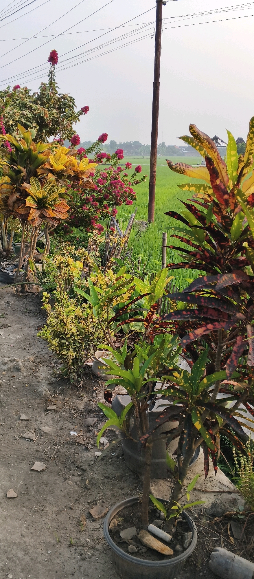 The image depicts a street-side garden in Japanan, Indonesia, bordered by a lush green rice paddy field. In the foreground, various potted plants with vibrant, multi-colored leaves, primarily in shades of green, yellow, red, and brown, are arranged along a dirt path. Among these are Croton plants with their characteristic patterned foliage. To the left, a bush with bright pink flowers is visible.
Behind the garden, a wooden utility pole stands tall, supporting overhead power lines that stretch across the frame. Beyond the plants, the expansive, bright green rice field dominates the midground, with a distant line of trees and structures marking the horizon under a hazy sky. The ground in the foreground is rough, with scattered debris and dry leaves. The overall scene suggests an outdoor environment, likely in a rural or semi-rural setting within Japanan, Indonesia, where agriculture and residential areas coexist. There are no people or animals visible in the image.