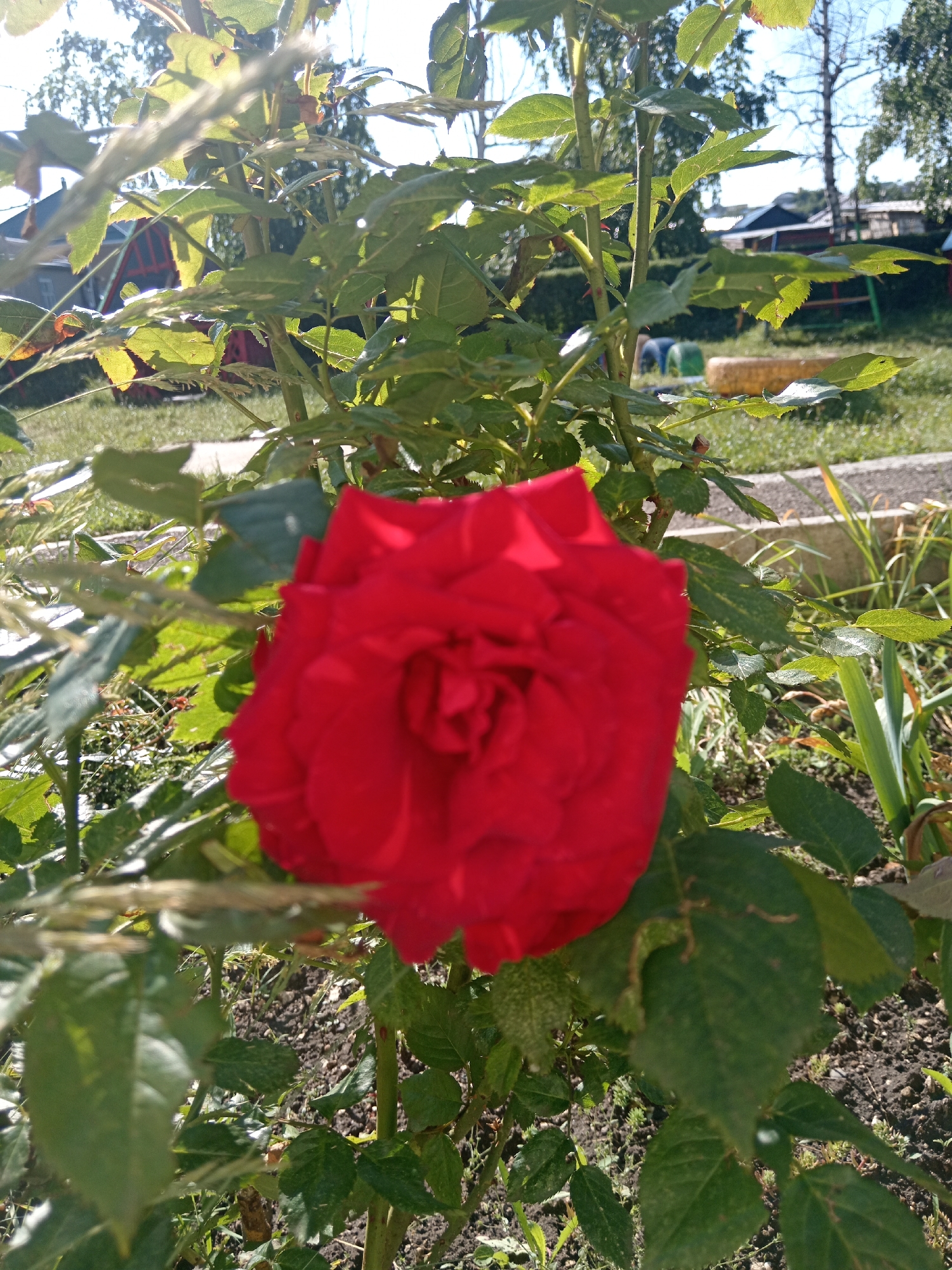 A close-up shot focuses on a vibrant red rose bloom in the foreground, its petals unfurling amidst lush green foliage. The rose is the primary subject, sharply in focus. In the background, the scene softens, revealing a glimpse of a residential area in Uchkeken, Russia. Hints of a red-roofed structure, possibly a house or shed, are visible, along with other buildings and vegetation. The overall environment appears to be an outdoor setting, likely a garden or yard, bathed in natural sunlight, as suggested by the bright highlights and shadows. The image captures a moment of natural beauty within a community setting.